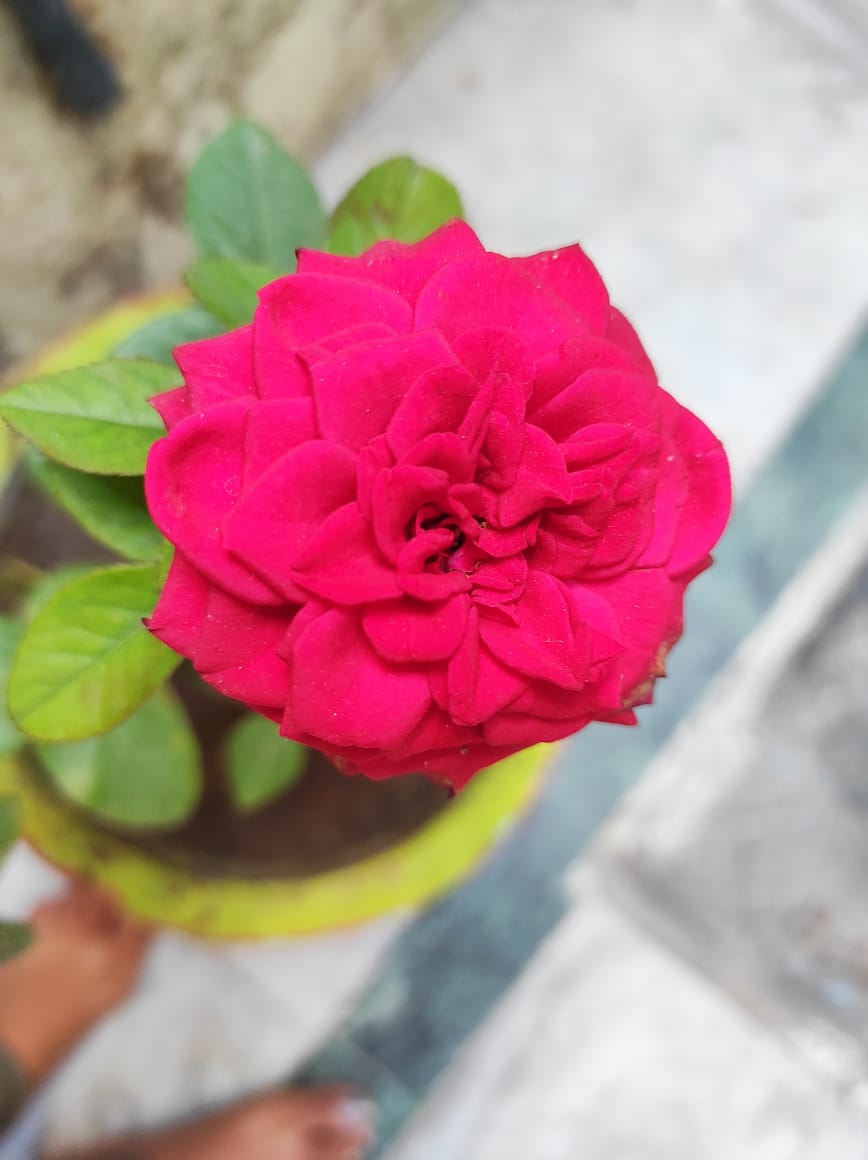 rosee.jpeg