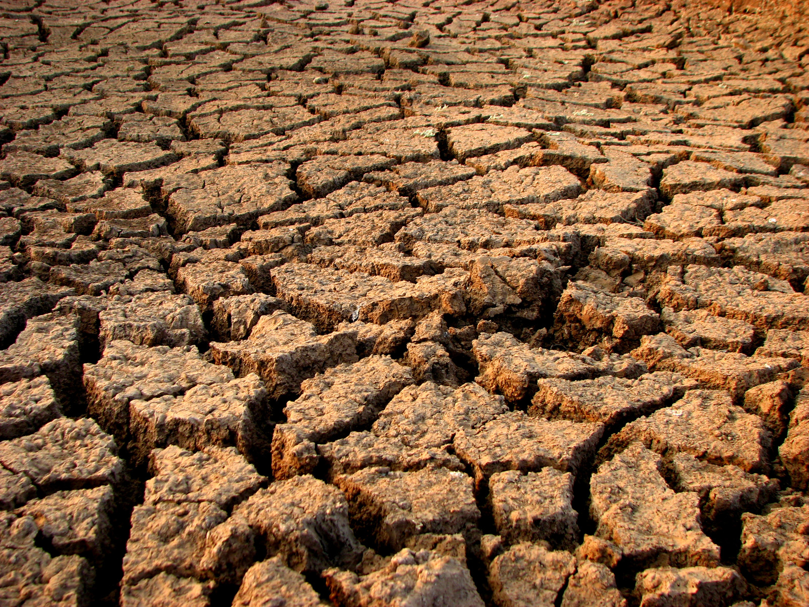 canstockphoto1409129.jpg