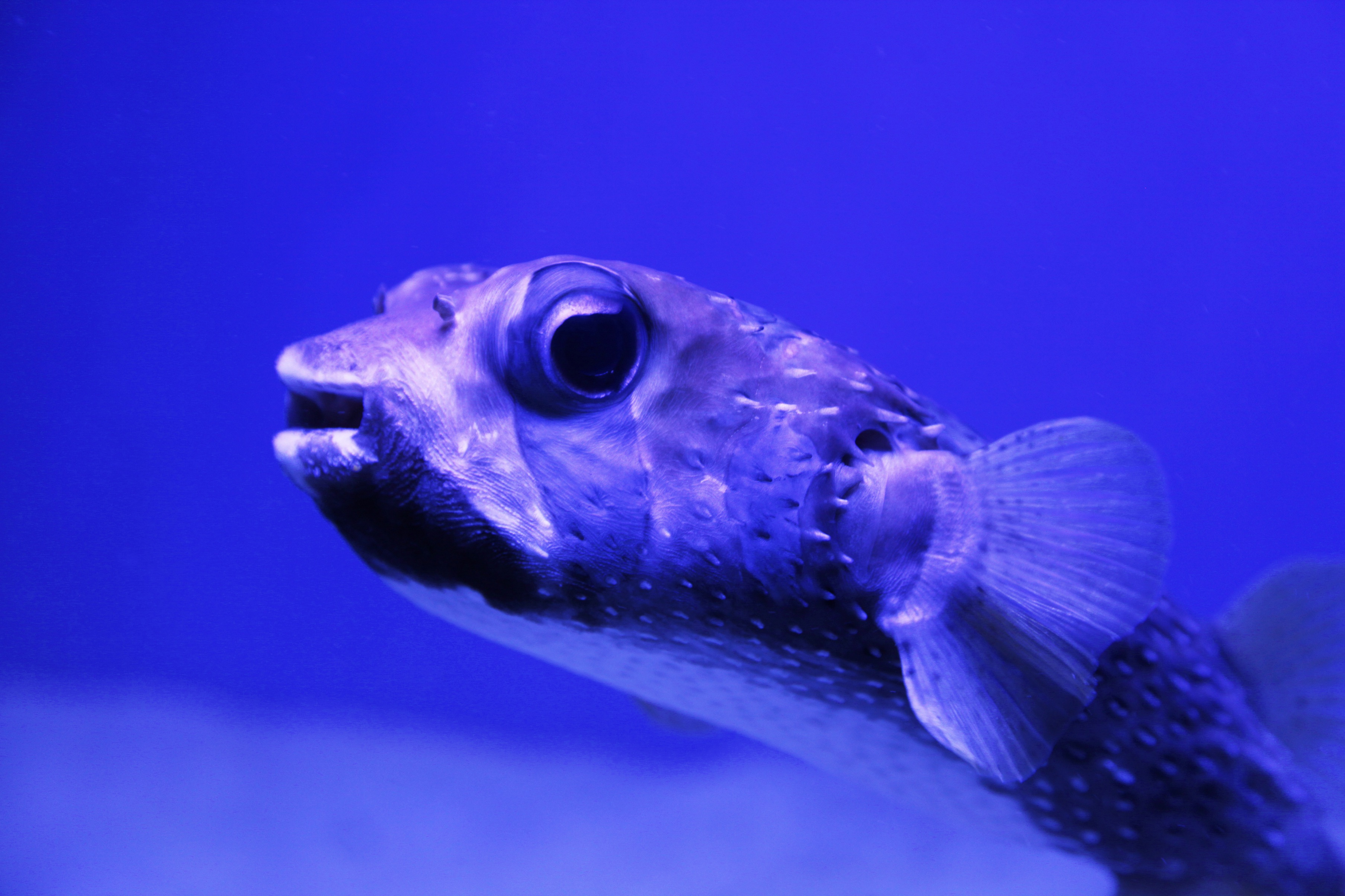 nika_akin-pufferfish-4497485.jpg