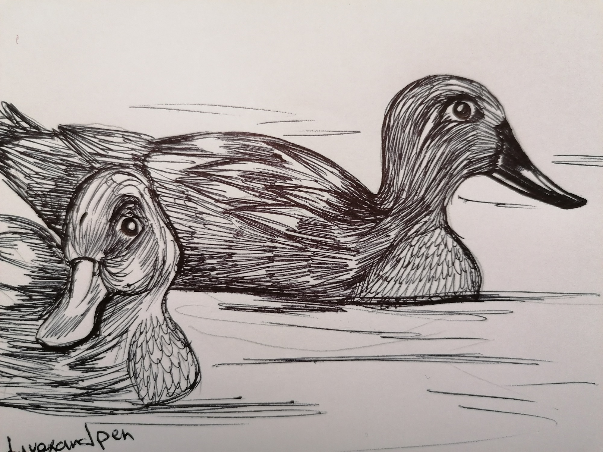 Duck Anas Platyrhynchos Domesticus Realistic Drawing Stock Illustration  1901259577 | Shutterstock