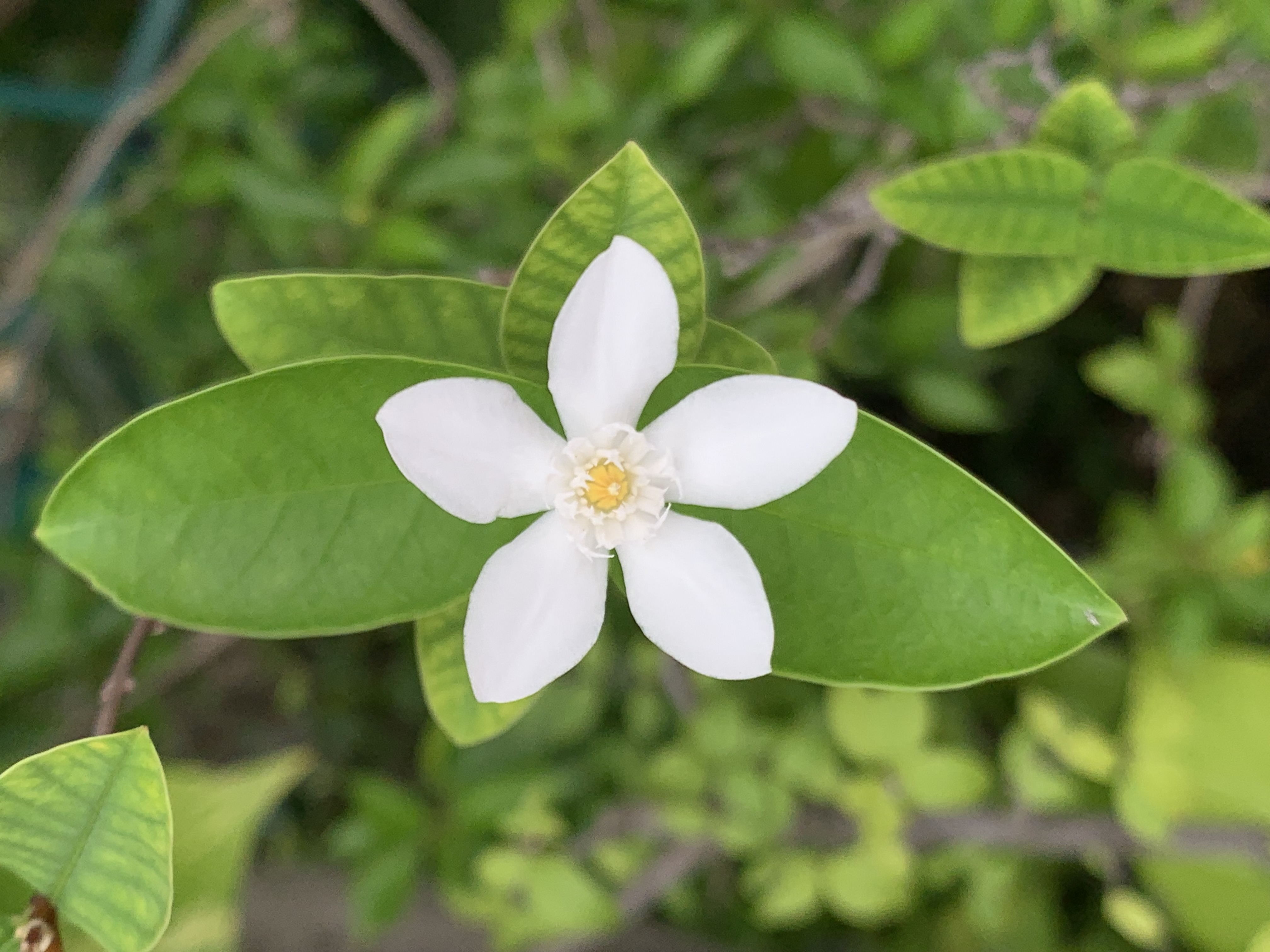 my little garden14.jpg
