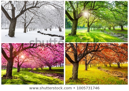 four-seasons-japanese-cherry-trees-450w-1005731746.jpg