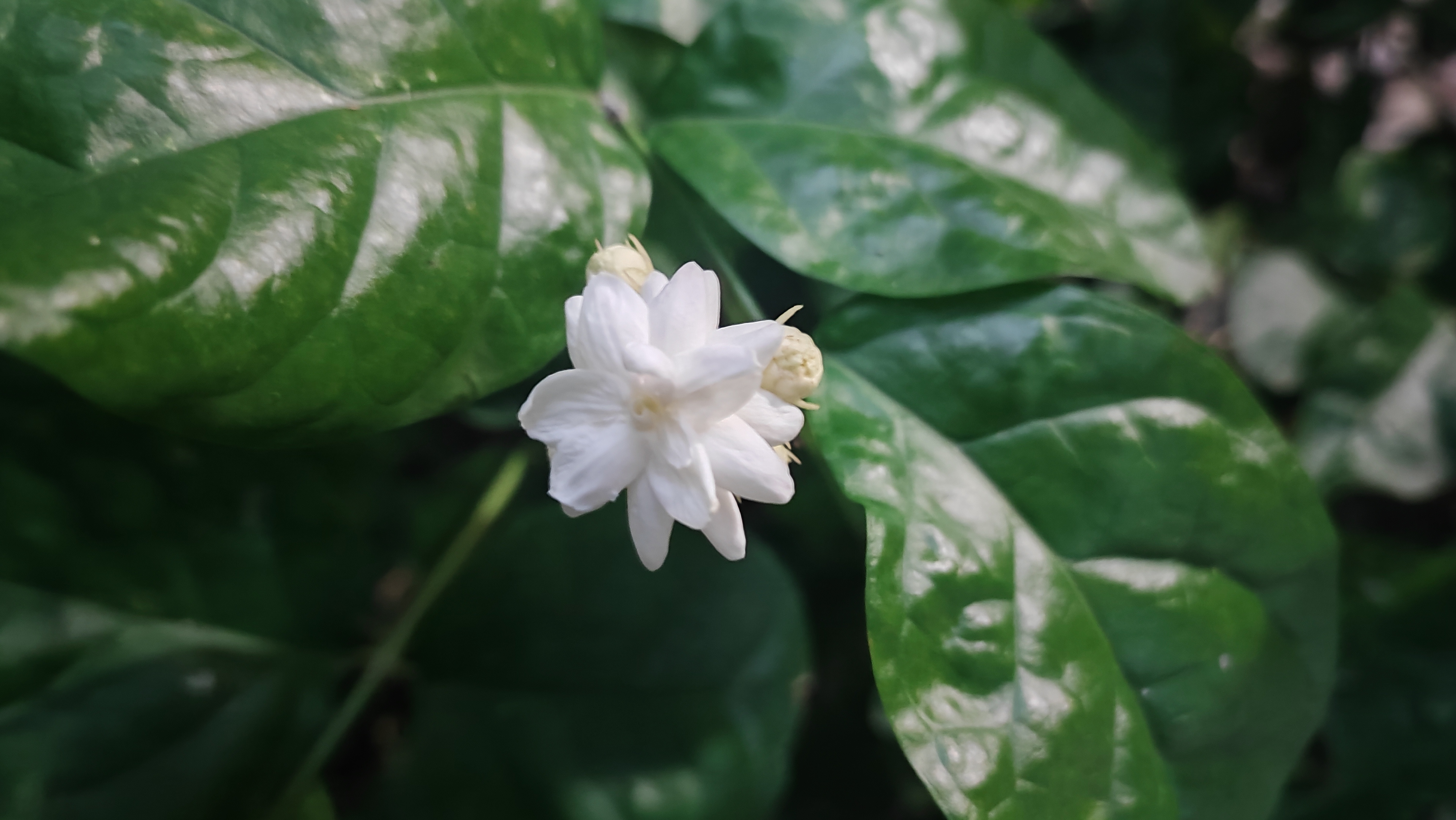 arabian-jasmine-or-or-10-beneficiary-to-beautycreativity-steemit