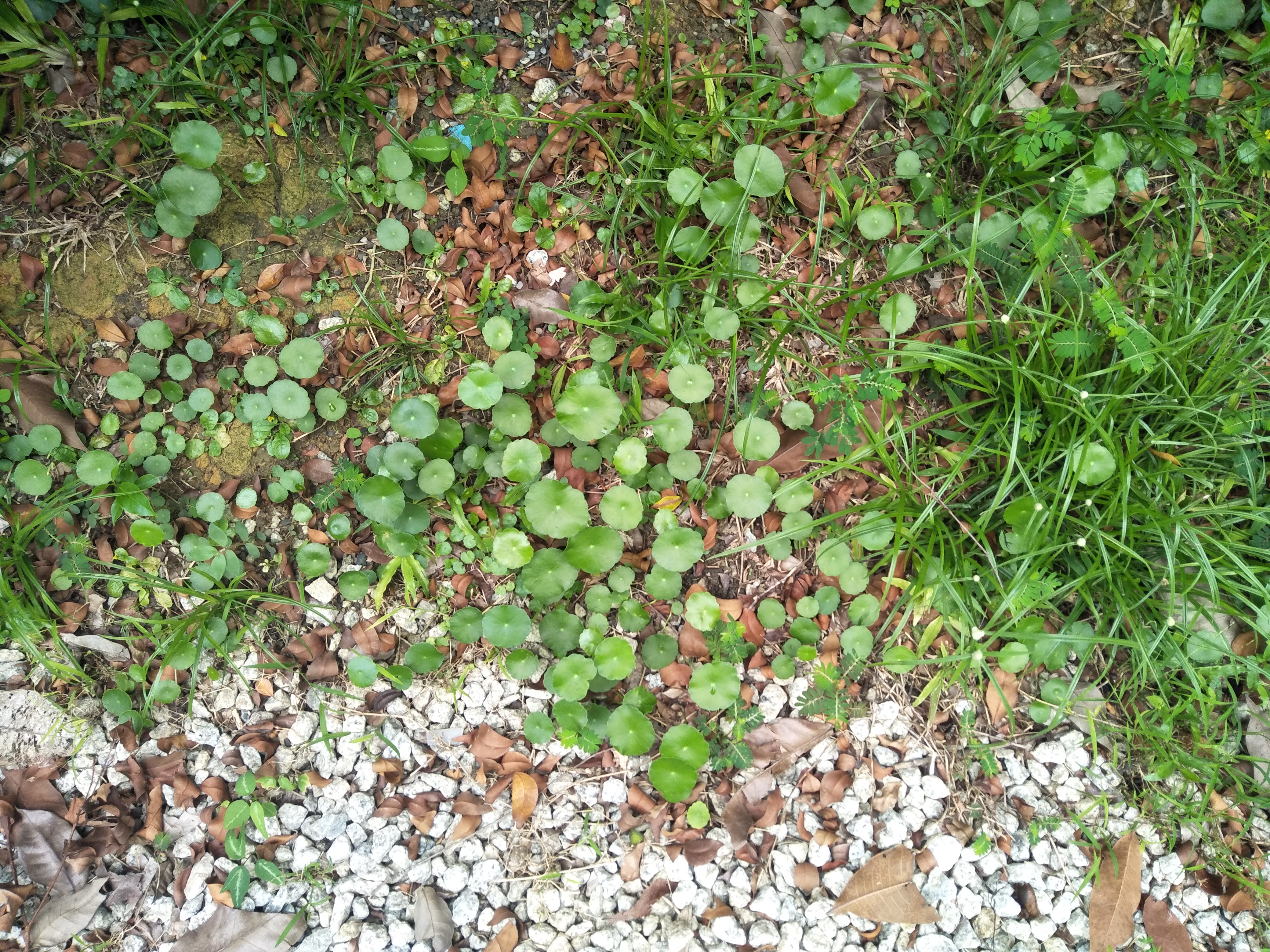 IMG20200513155618.jpg