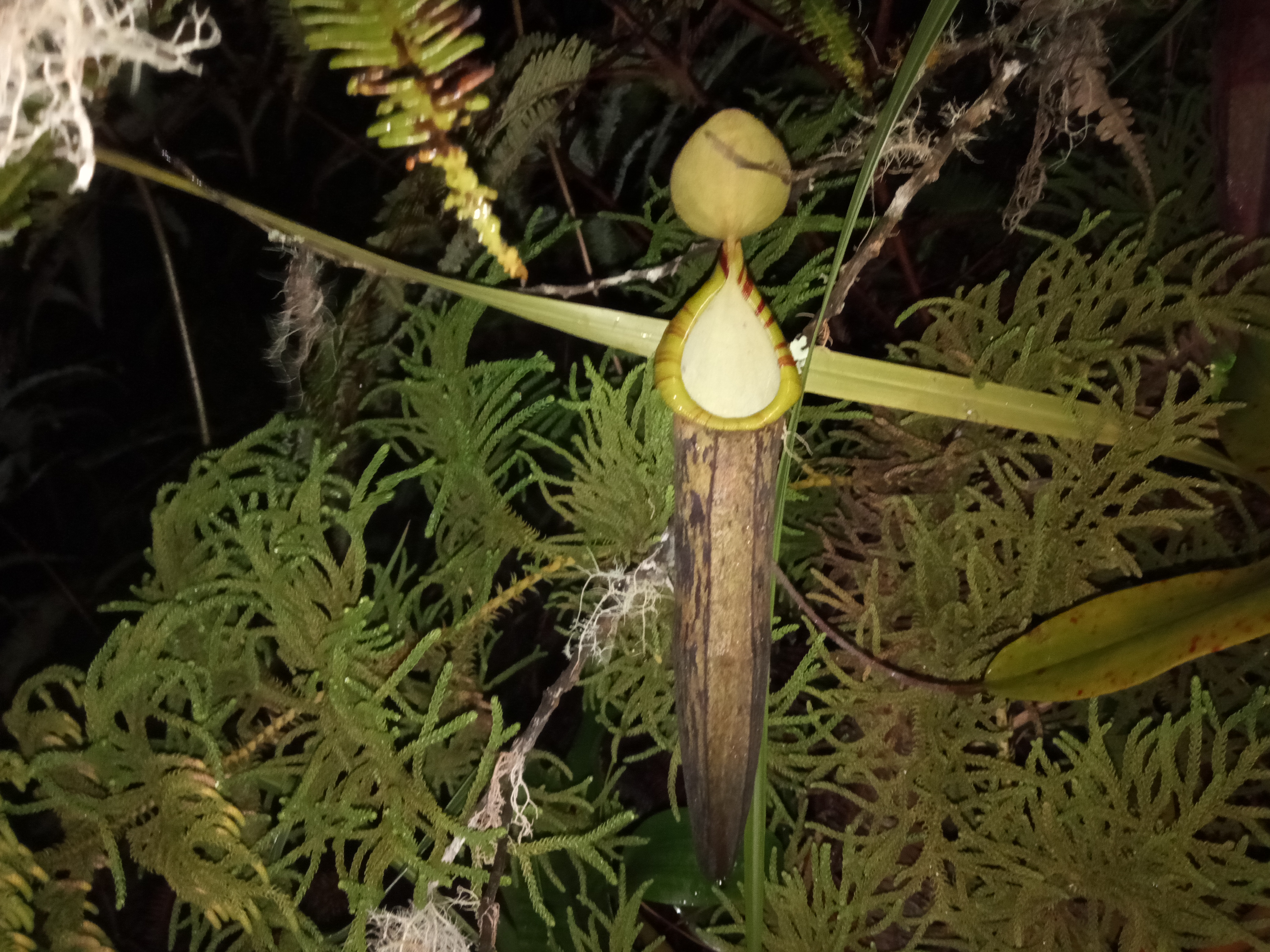 IMG20191120043419.jpg