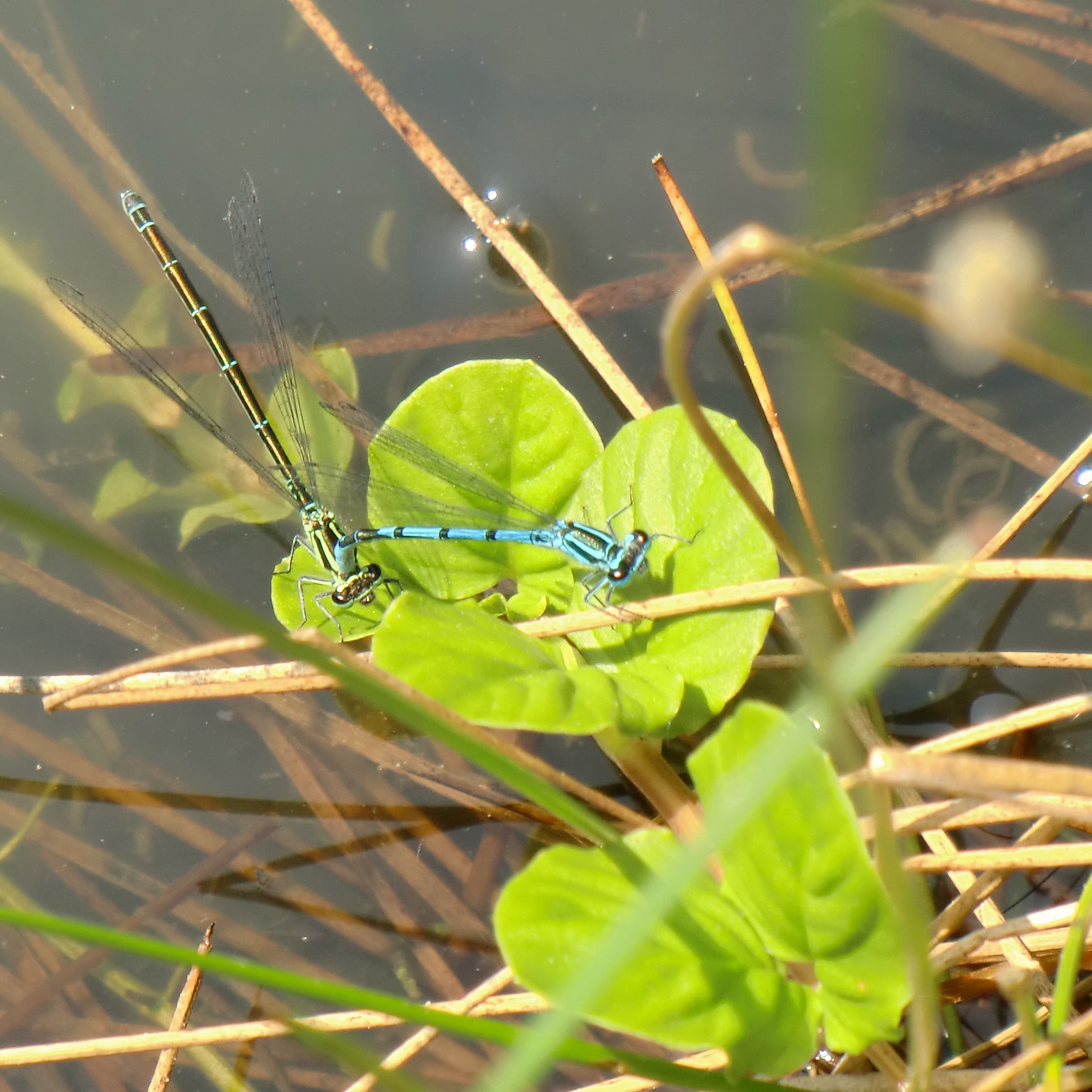 damselflies mating