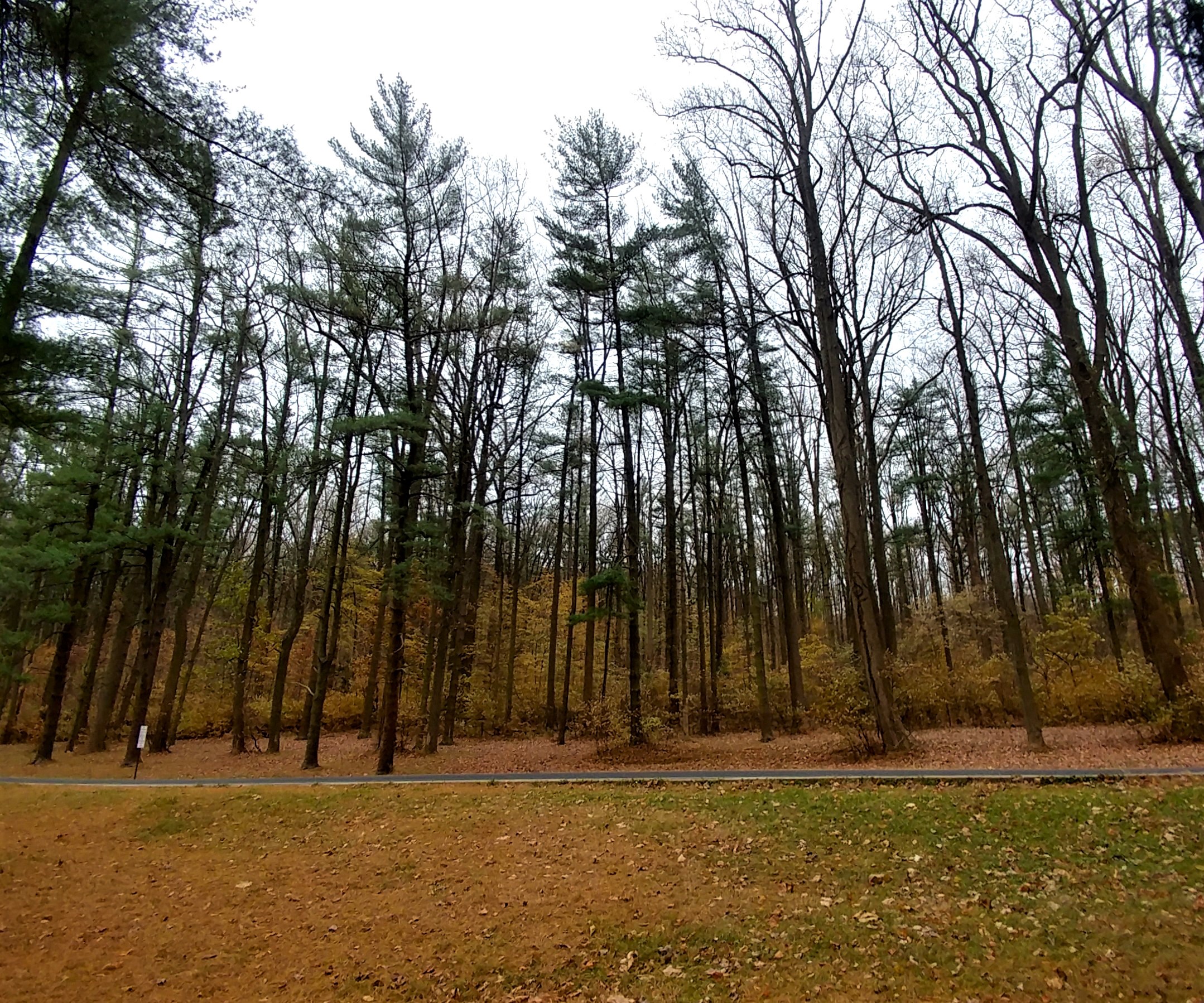 treetuesday11-19-19-5ok1.jpg