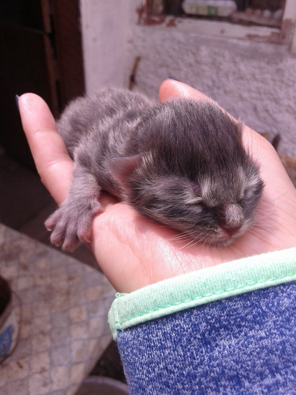 Кошки рождаются с шерстью. Новорожденные котята вислоухие. Новорожденный котенок. Маленькие Слепые котята. Дворовые Новорожденные котята.