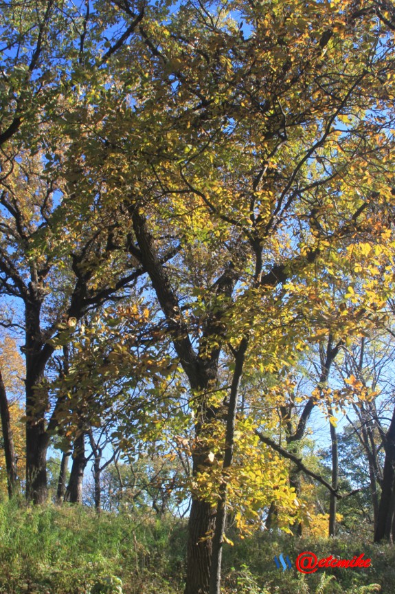 Fall02123.jpg