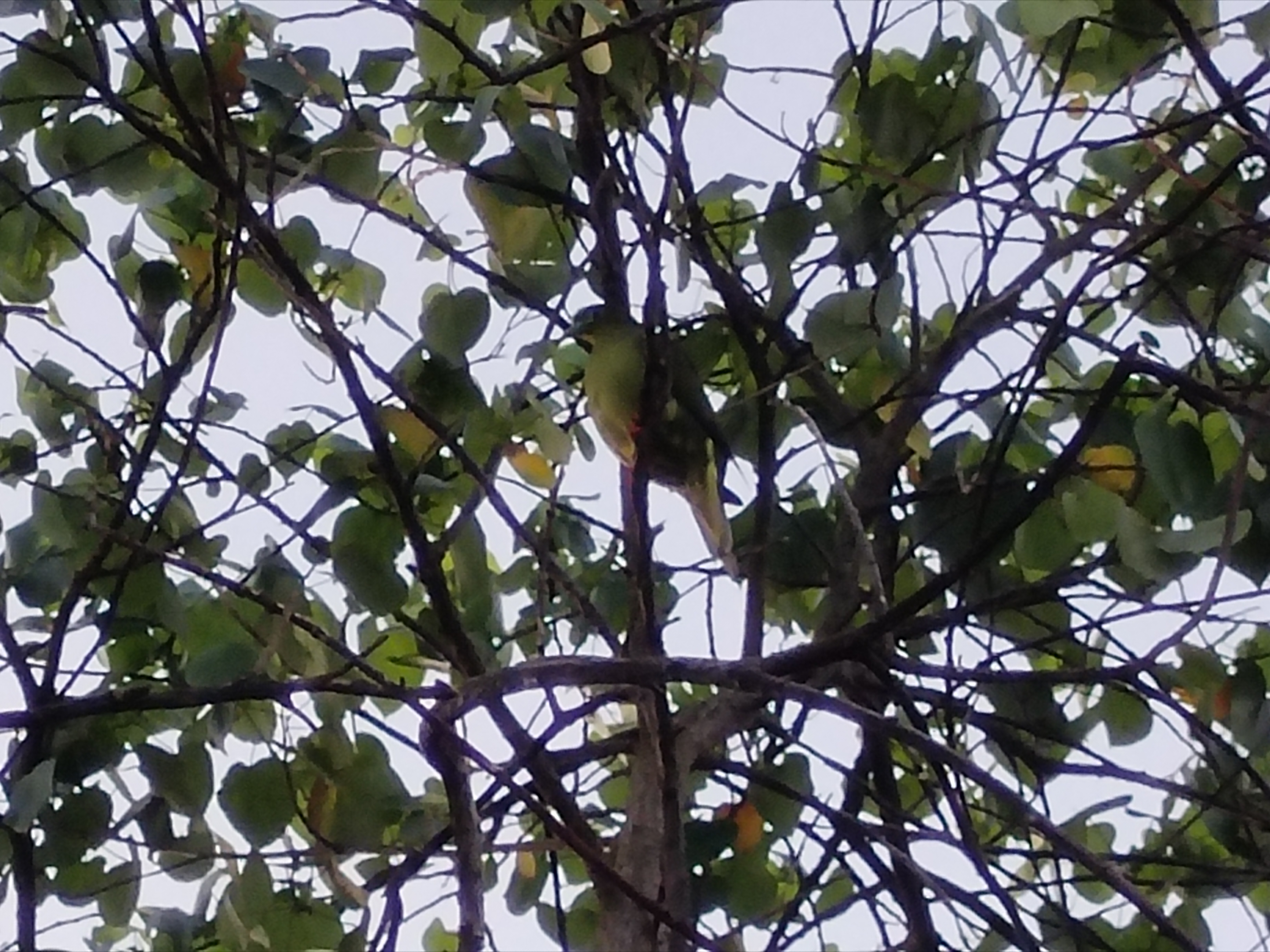 IMG_20260128_064727.jpg