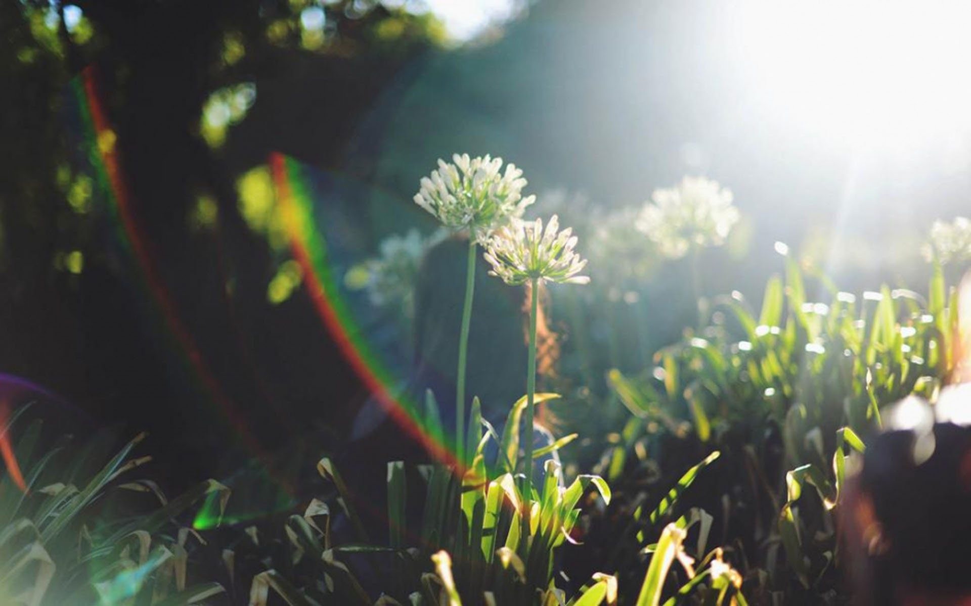 《飞鸟与夏花》每天一首自译飞鸟集（180/325） - Translate a poem form Stray Birds everyday
