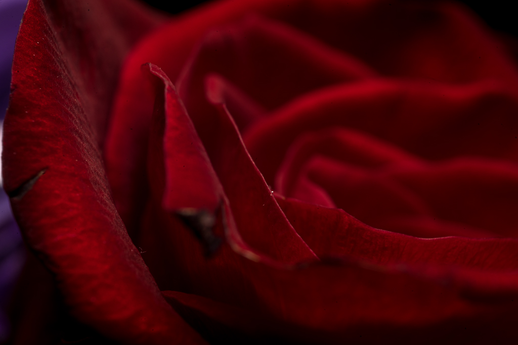 03-06-2018-flowers-rode-roos-05621.jpg
