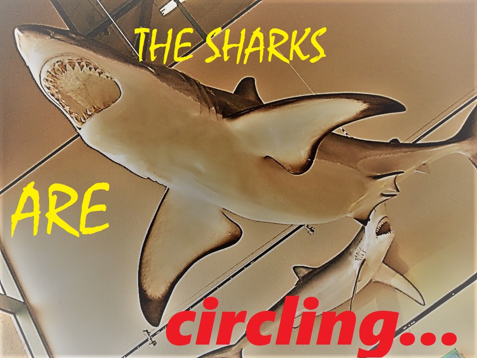 shark_birchAQUARIUM_1.jpg