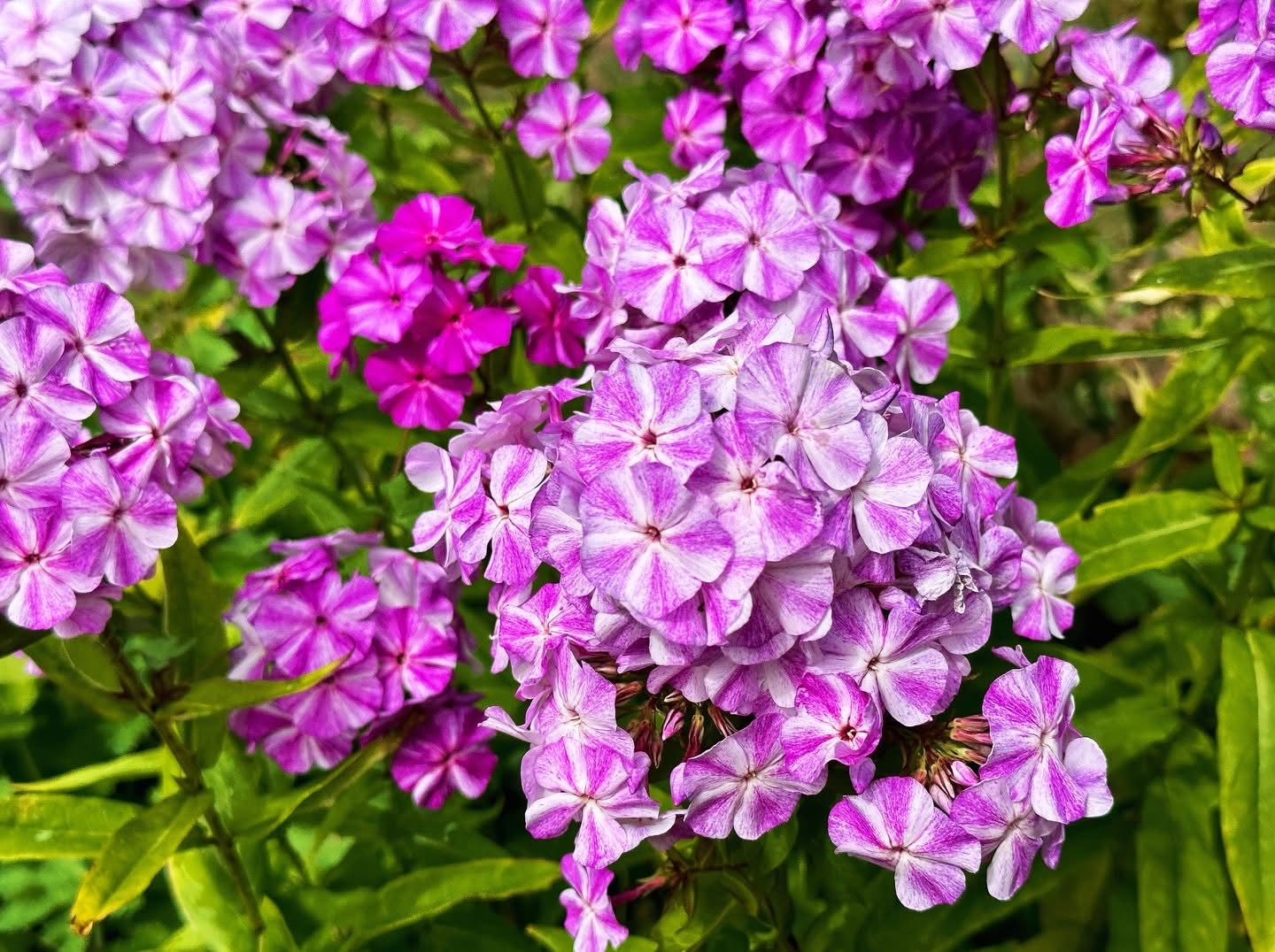 49537A94-BBF2-443A-BF05-DD86646DD2F8.jpeg