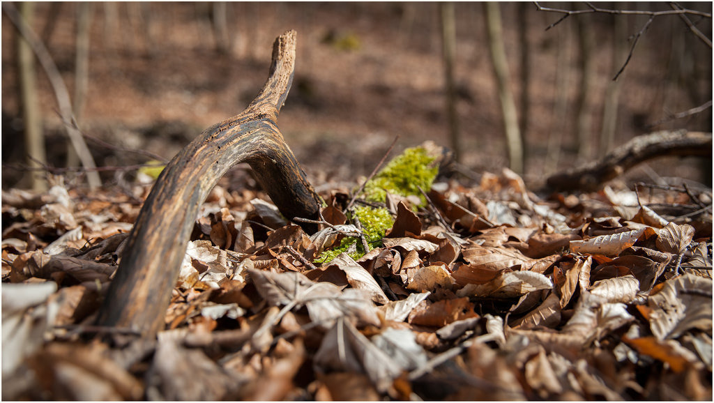 26294986106-in-the-forest (FILEminimizer).jpg