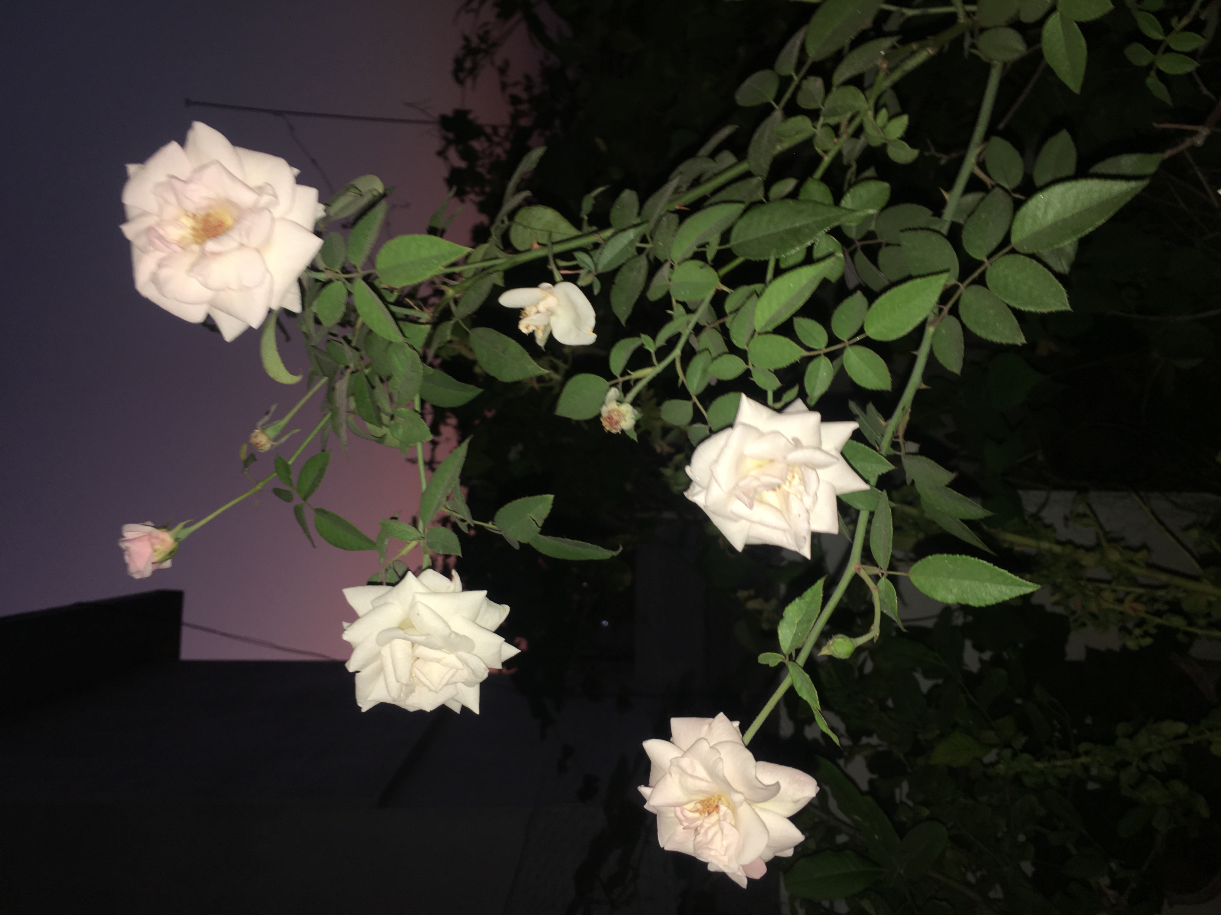 CECEFE21-5856-4098-BA6B-528617D584E9.jpeg