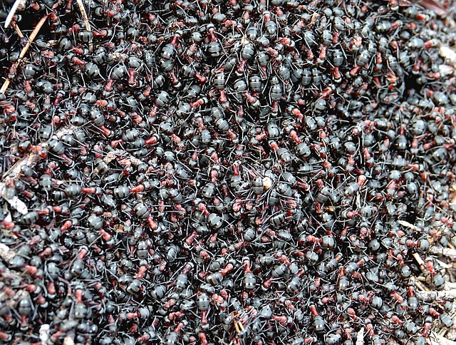 ants-2152995_640.jpg