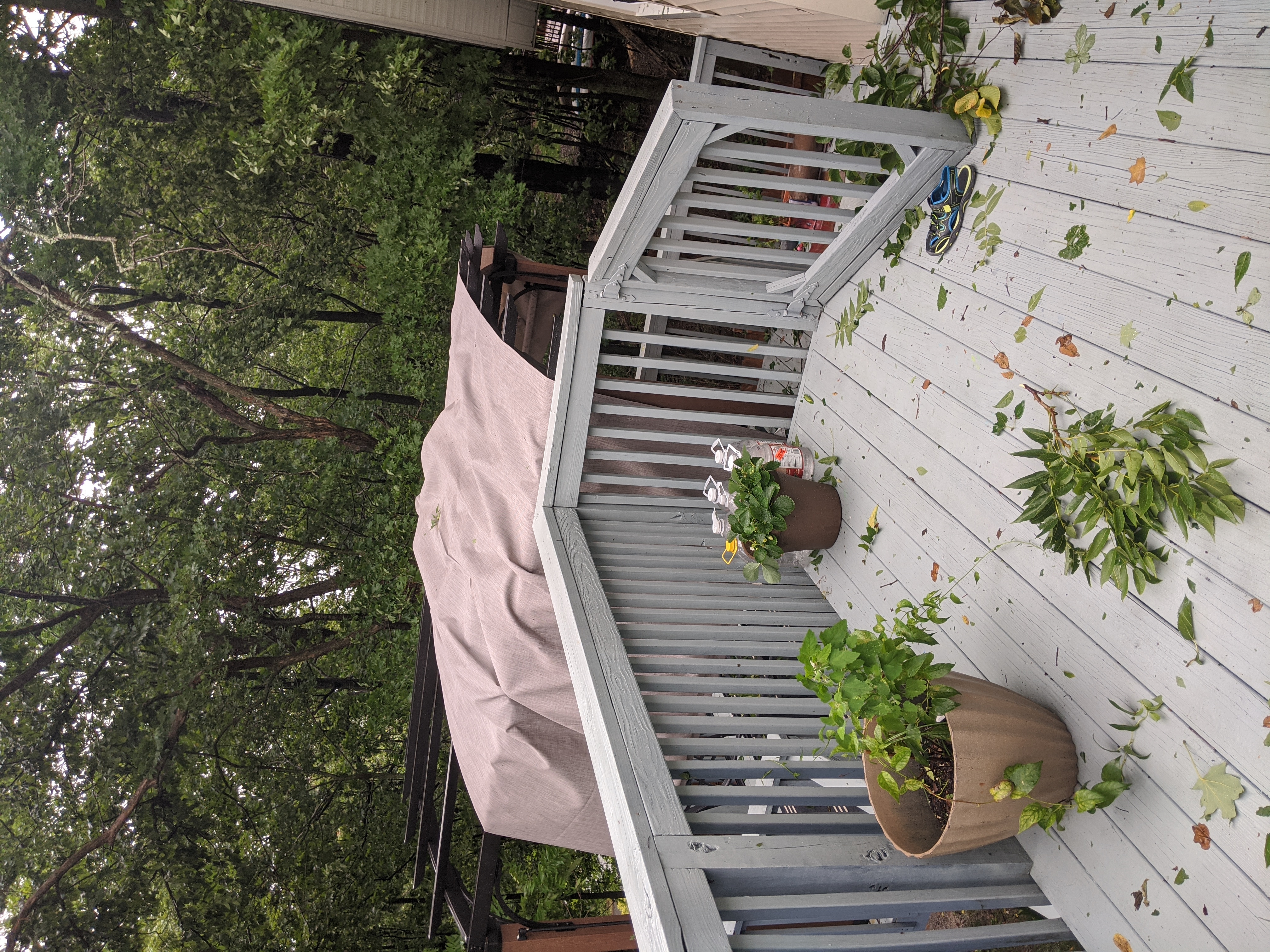 MVIMG_20200804_135516.jpg