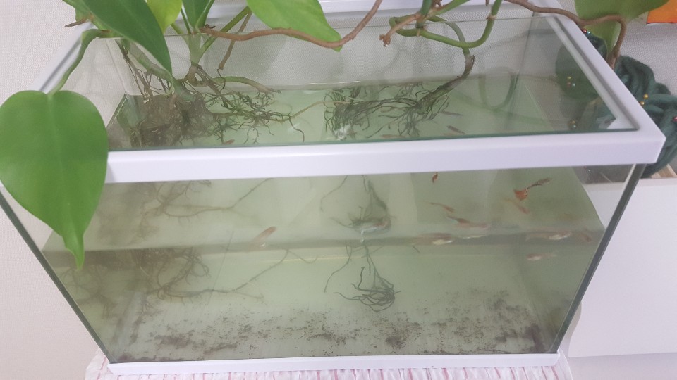 밥줘.jpg
