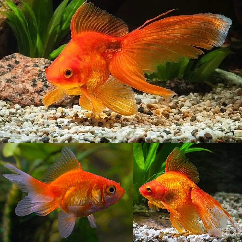 Goldfish-Fantail.jpg