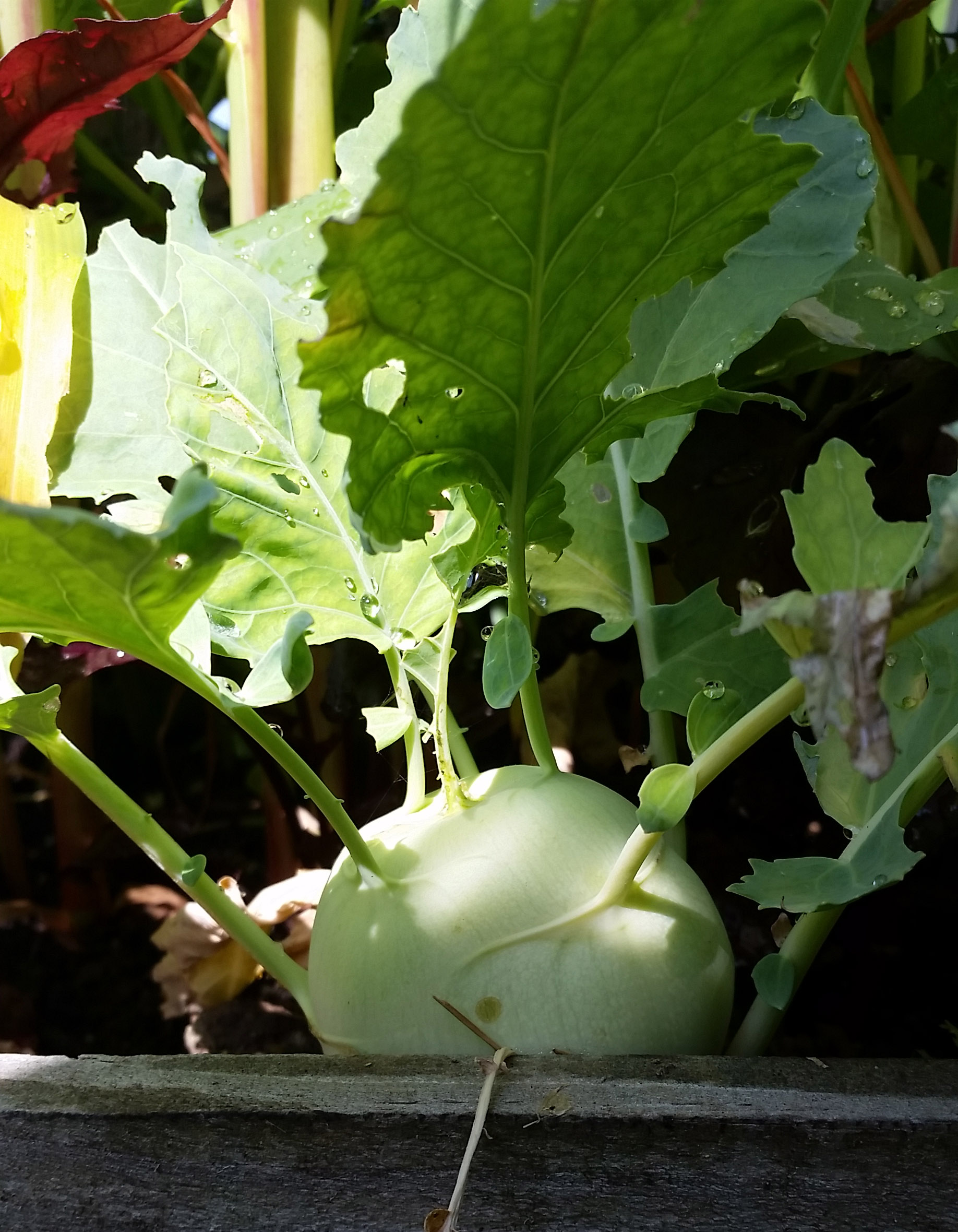 july15garden1.jpg