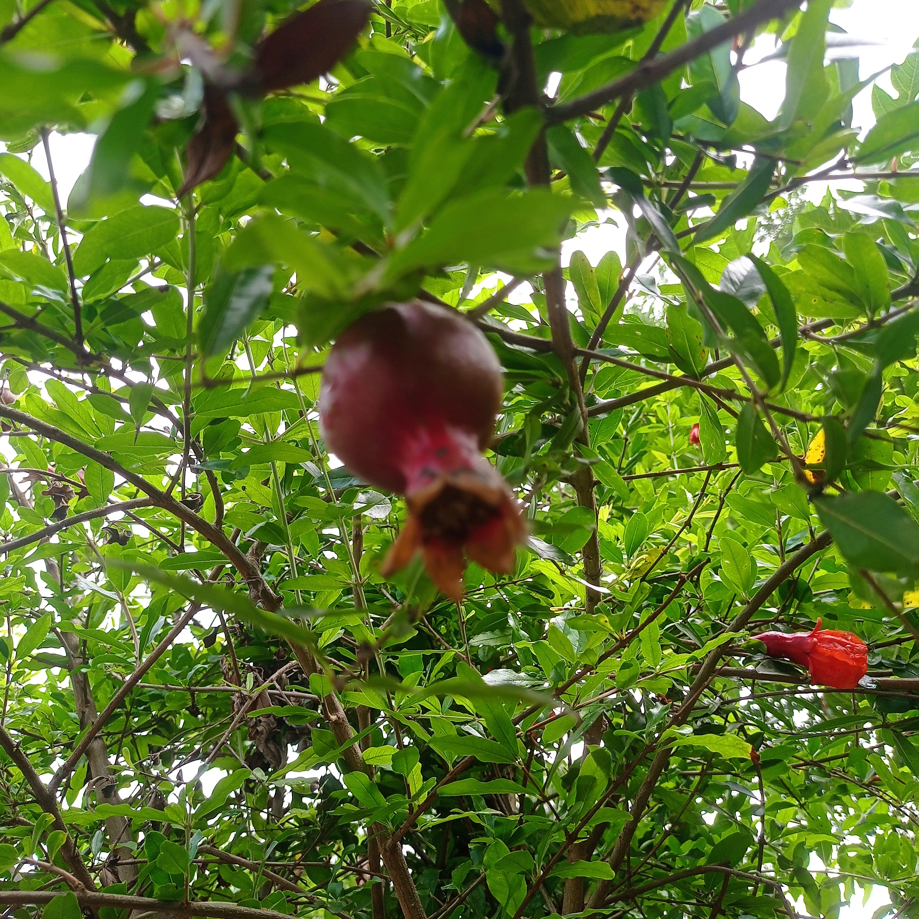 IMG_20260417_100040.jpg