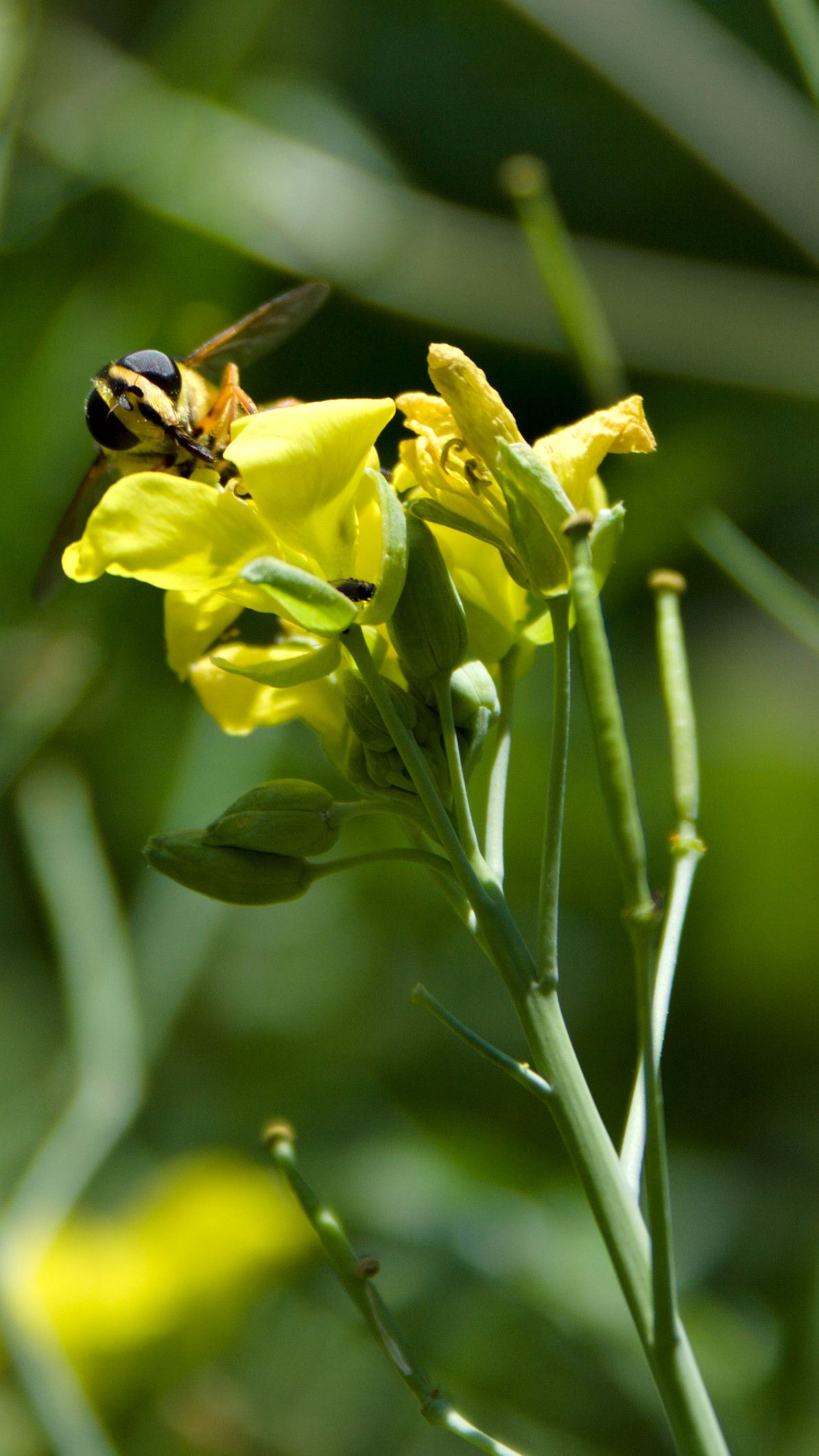 hoverfly arugula flower
