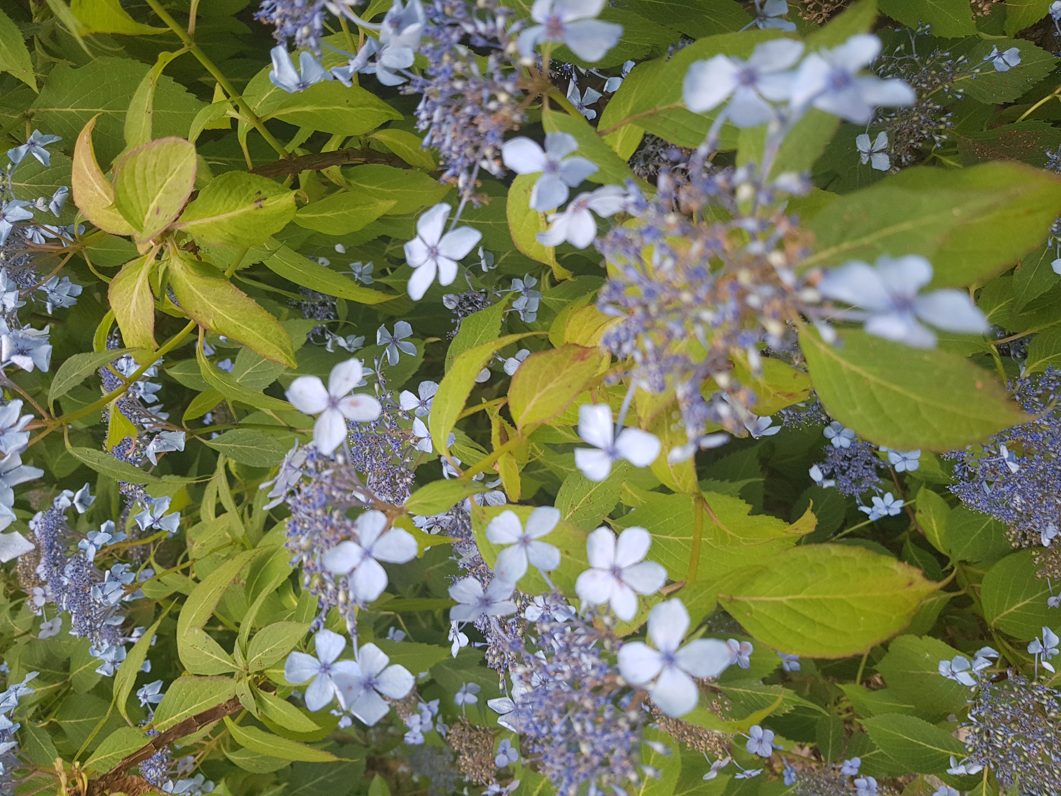 20190705_160617.jpg