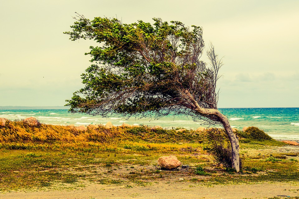 tree-2216284_960_720.jpg