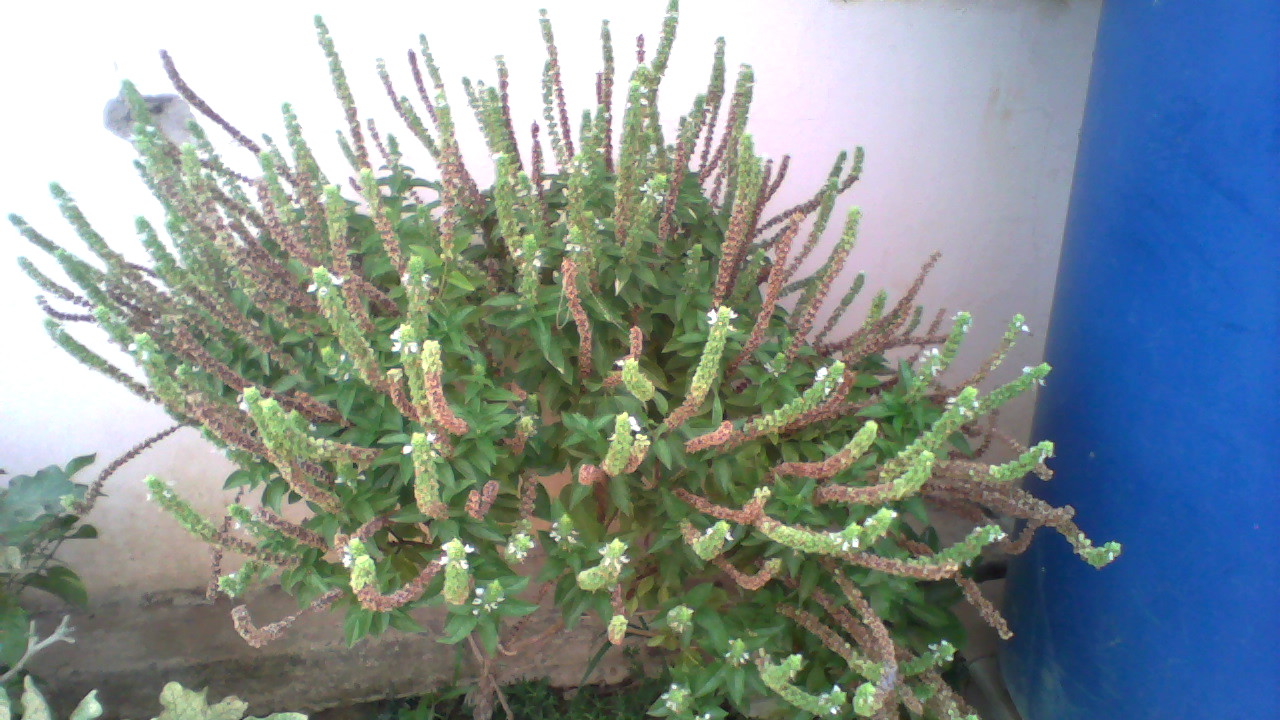 ArcSoft_Imagen258.jpg