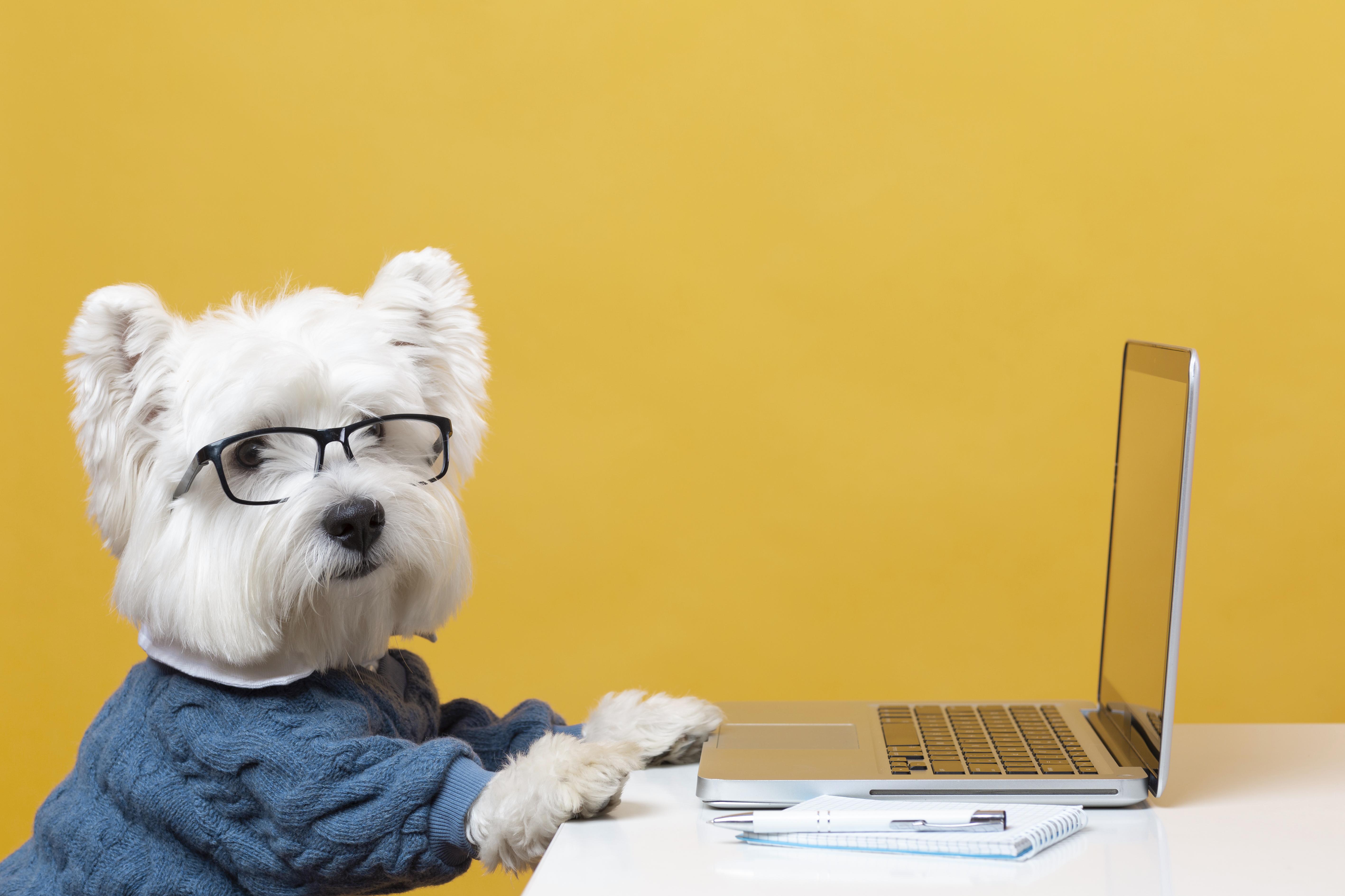 cute-little-dog-impersonating-business-person (1).jpg