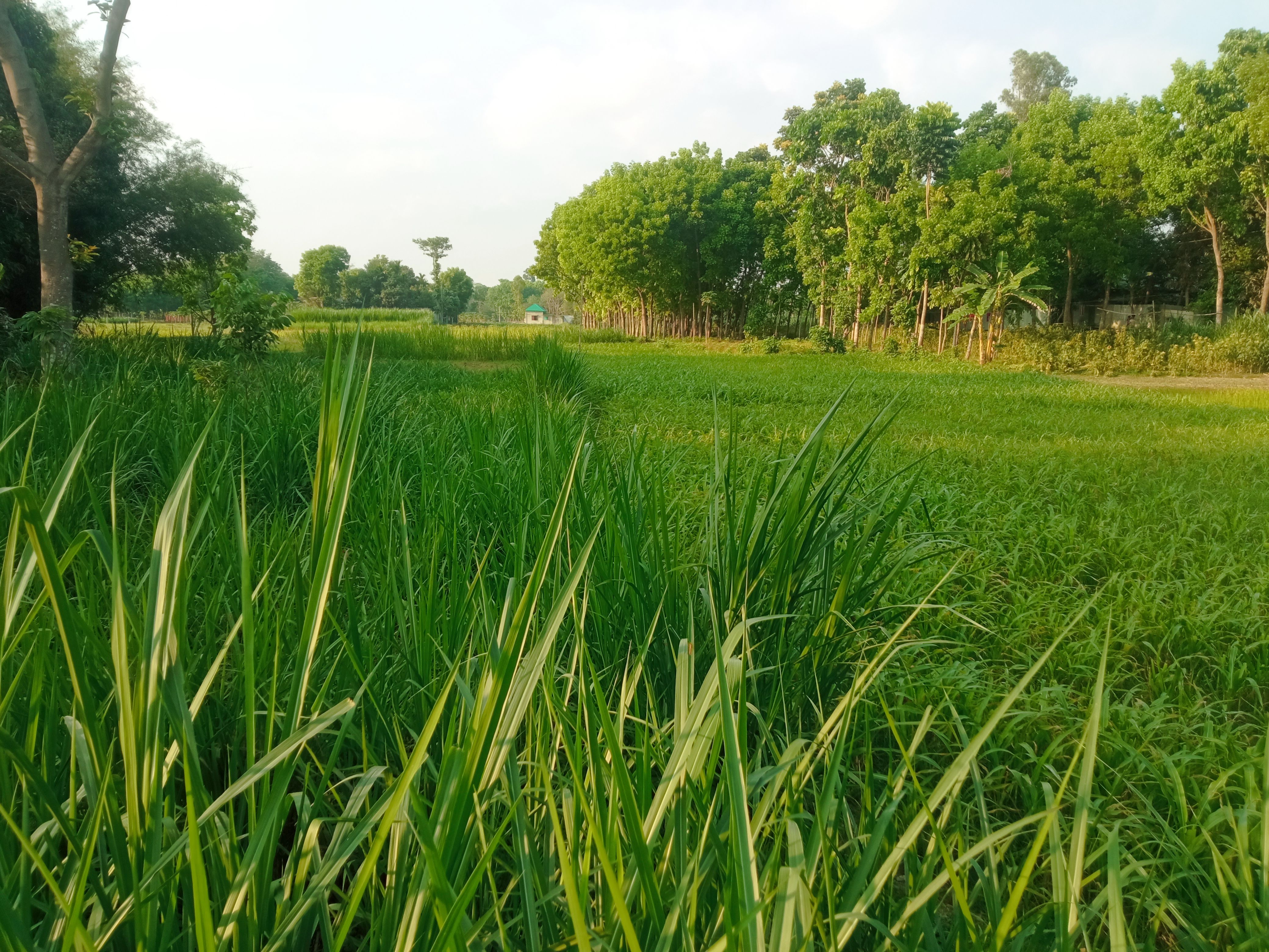 নেচার (1).jpg