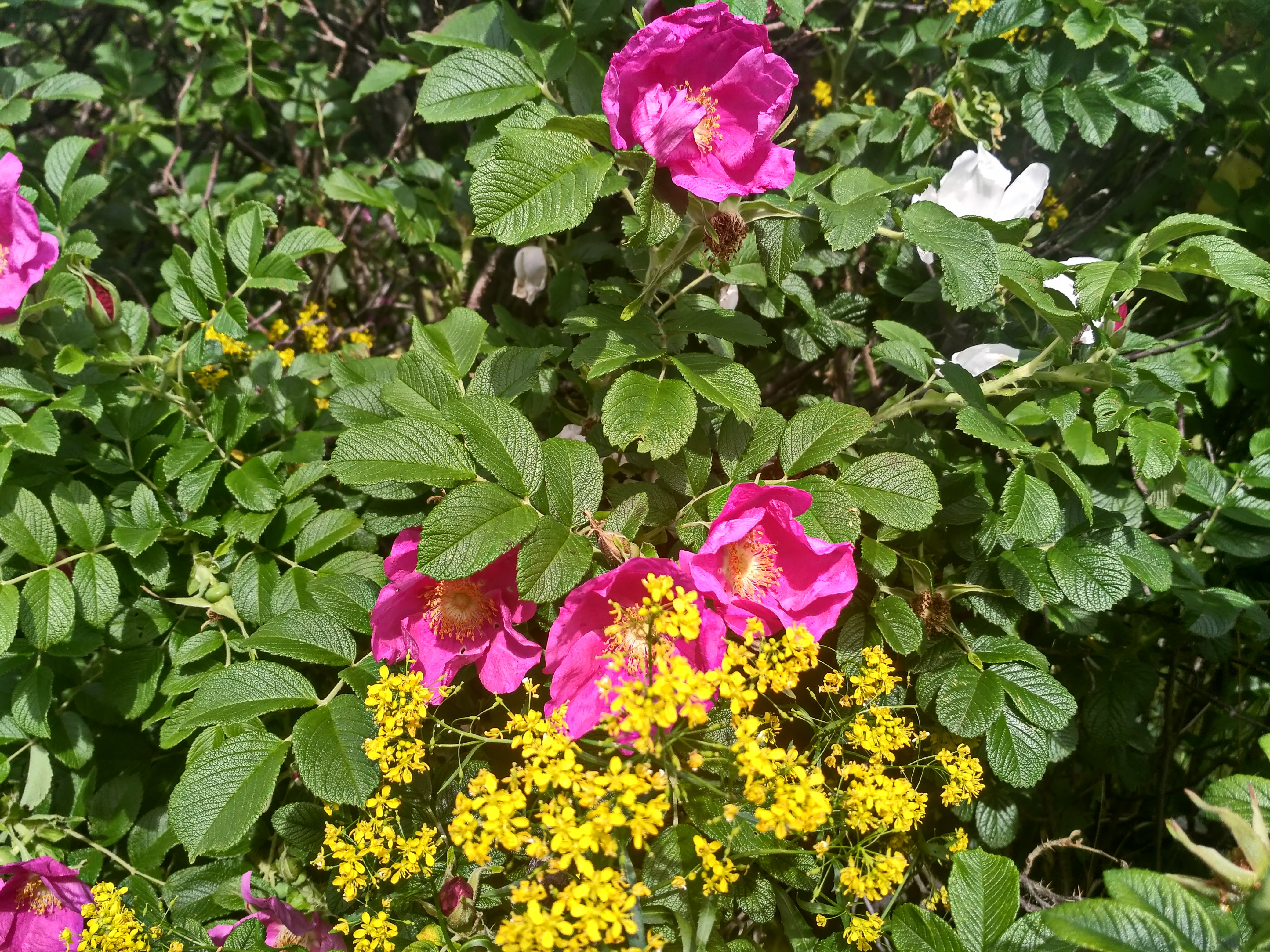 IMG_2019-06-01_102449_HDR.jpg
