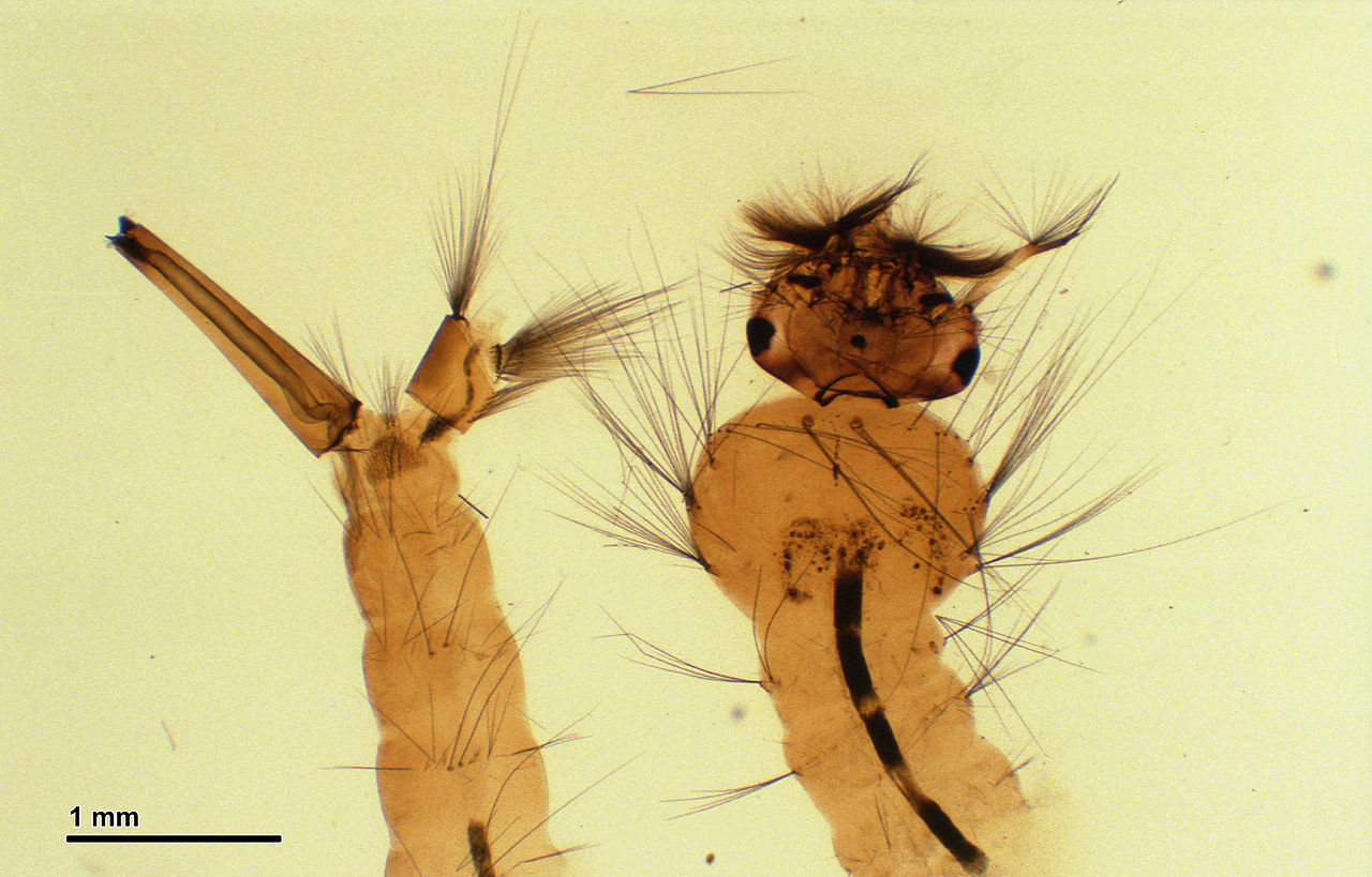 1280px-Common_house_mosquito_(247_26A)_Total_preparation _larva.jpg