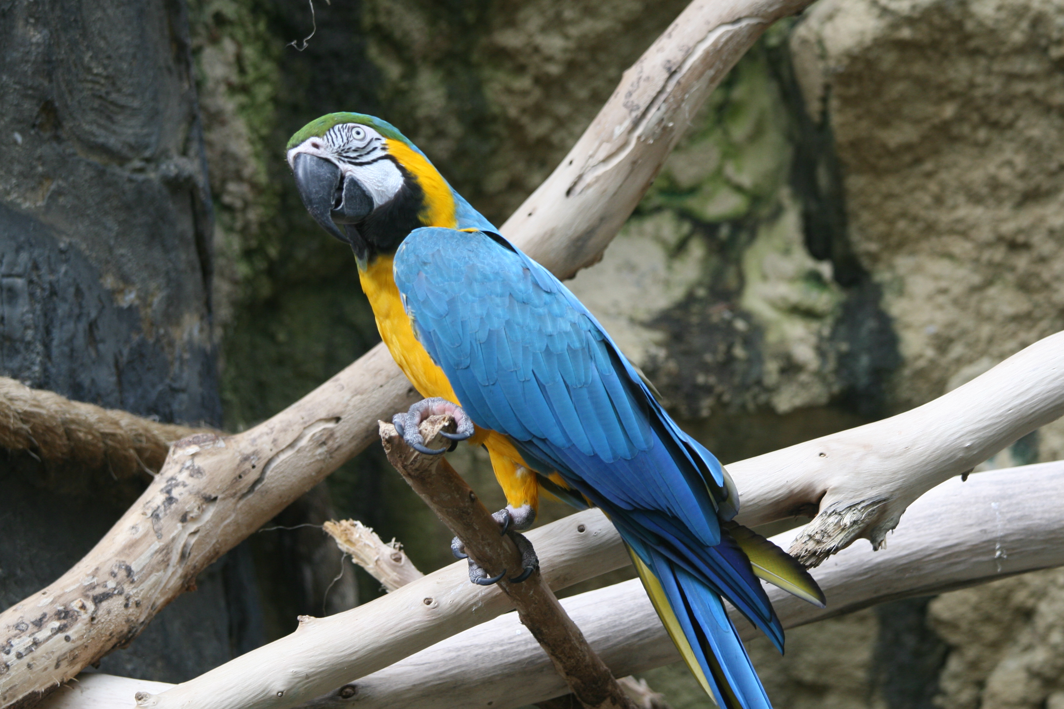 Попугай ара. Blue Macaw попугай. Попугай ара сине-жёлтый (Ara ararauna). Blue and Gold Macaw. Жёлто-зелёный доминиканский ара.