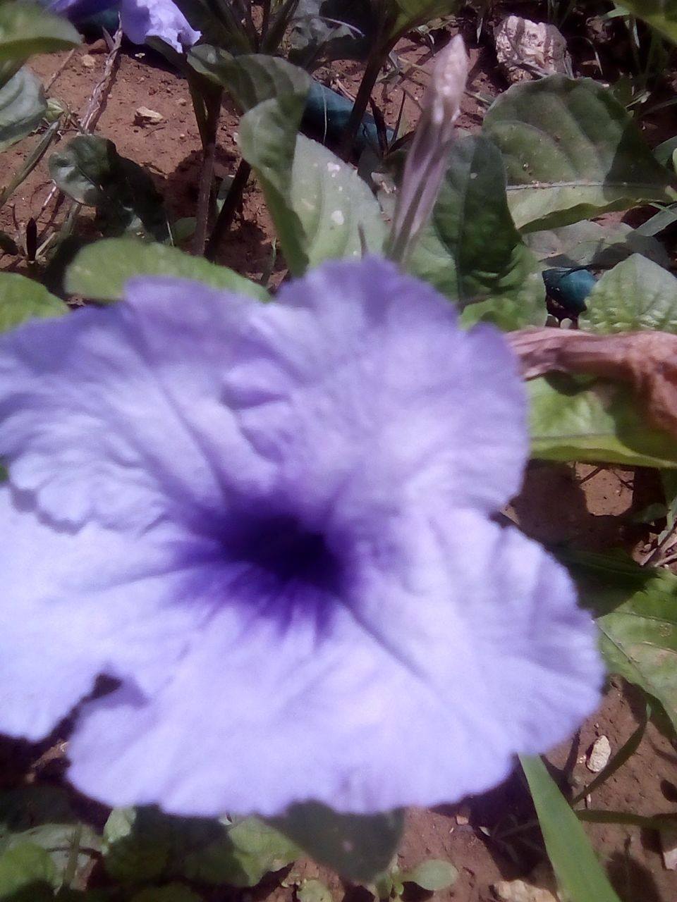 flor2.jpg