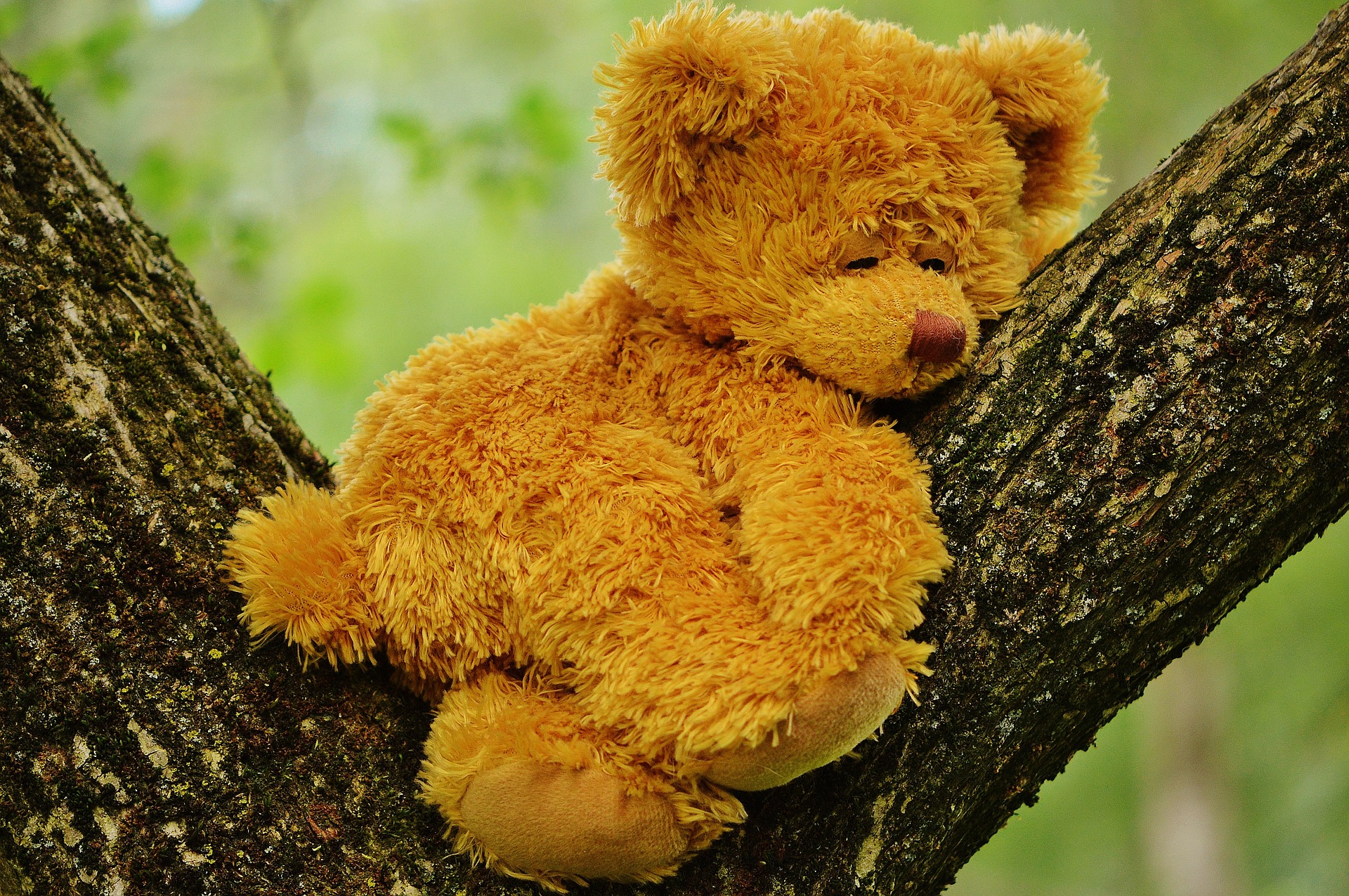 teddy-bear-792191_1920.jpg