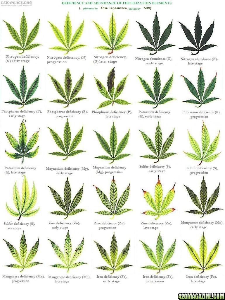 malady_chart5.jpg