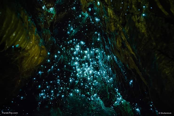 Waitomo-Caves-Waikato-New-Zealand.jpg