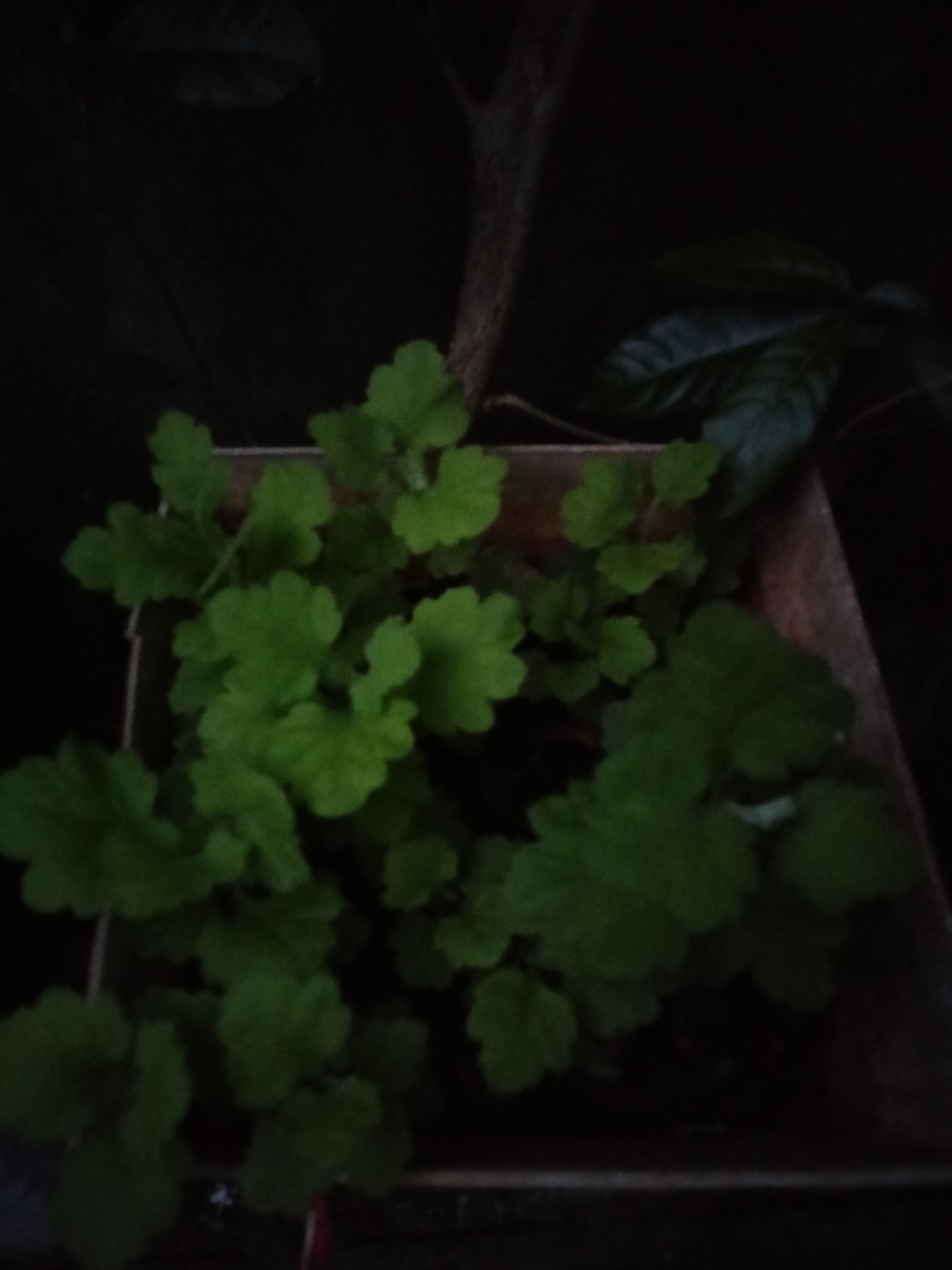IMG20210817183303.jpg