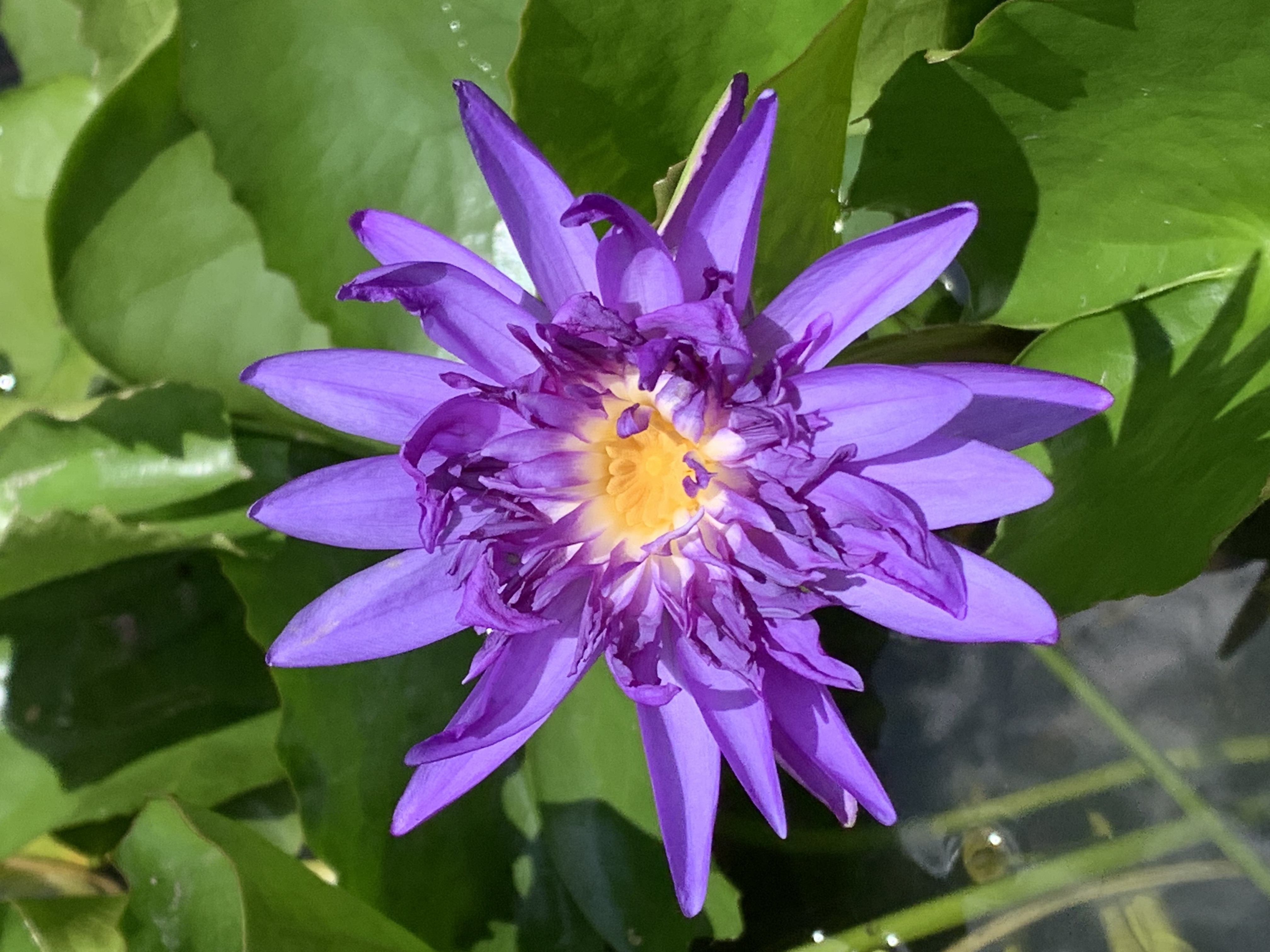 purple lotus11.jpg
