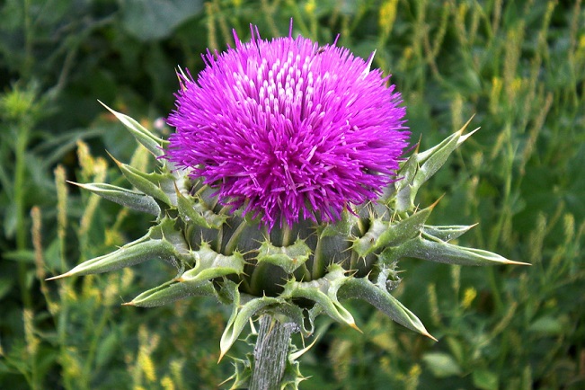 El-remedio-natural-flor-cardo-mariano-remedio-natural-resaca-higado.jpg