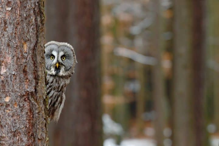 A-Wise-Old-Owl-720x480.jpg