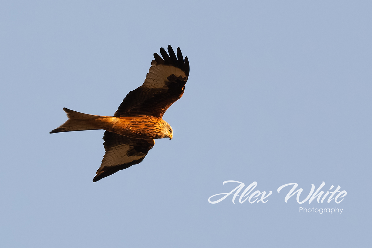 Red Kite (1 of 1).jpg
