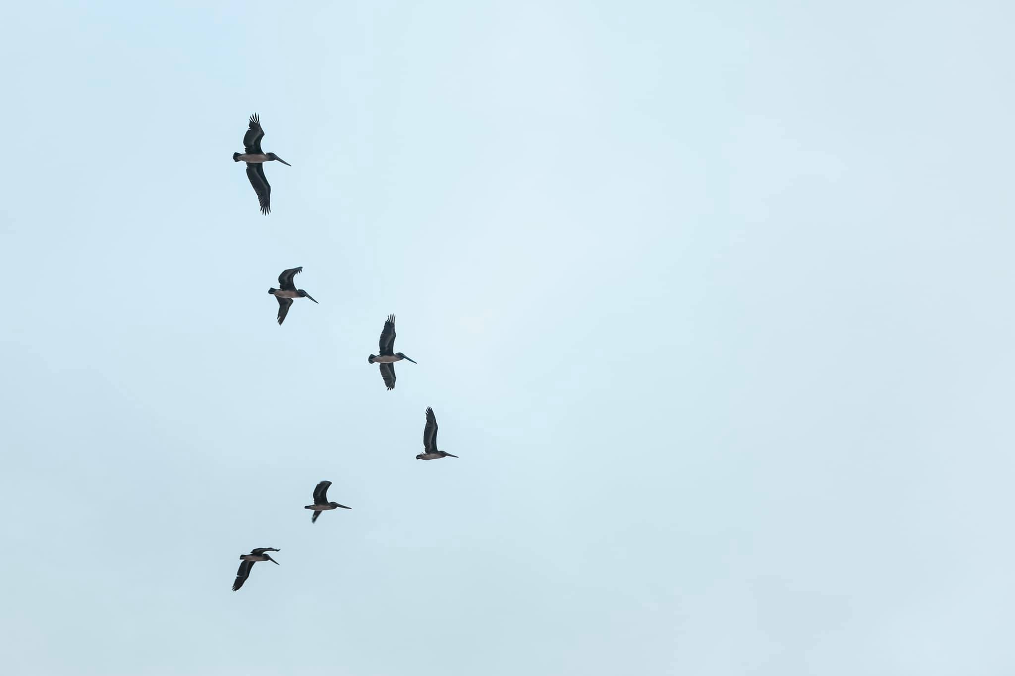 Birds Flying The Blue Sky Steemit