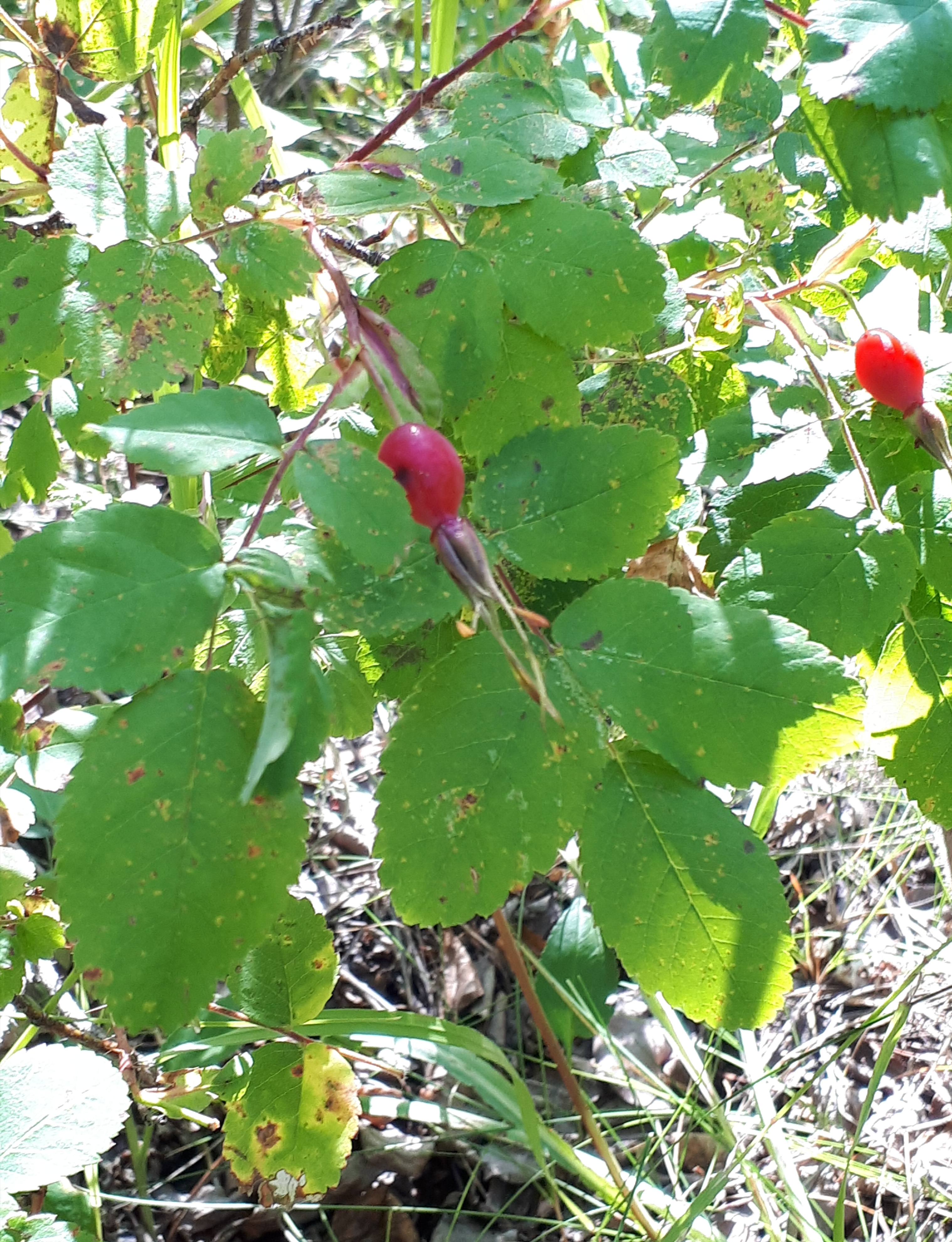 20180902_181802.jpg