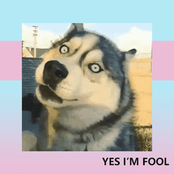 Husky silly face.gif