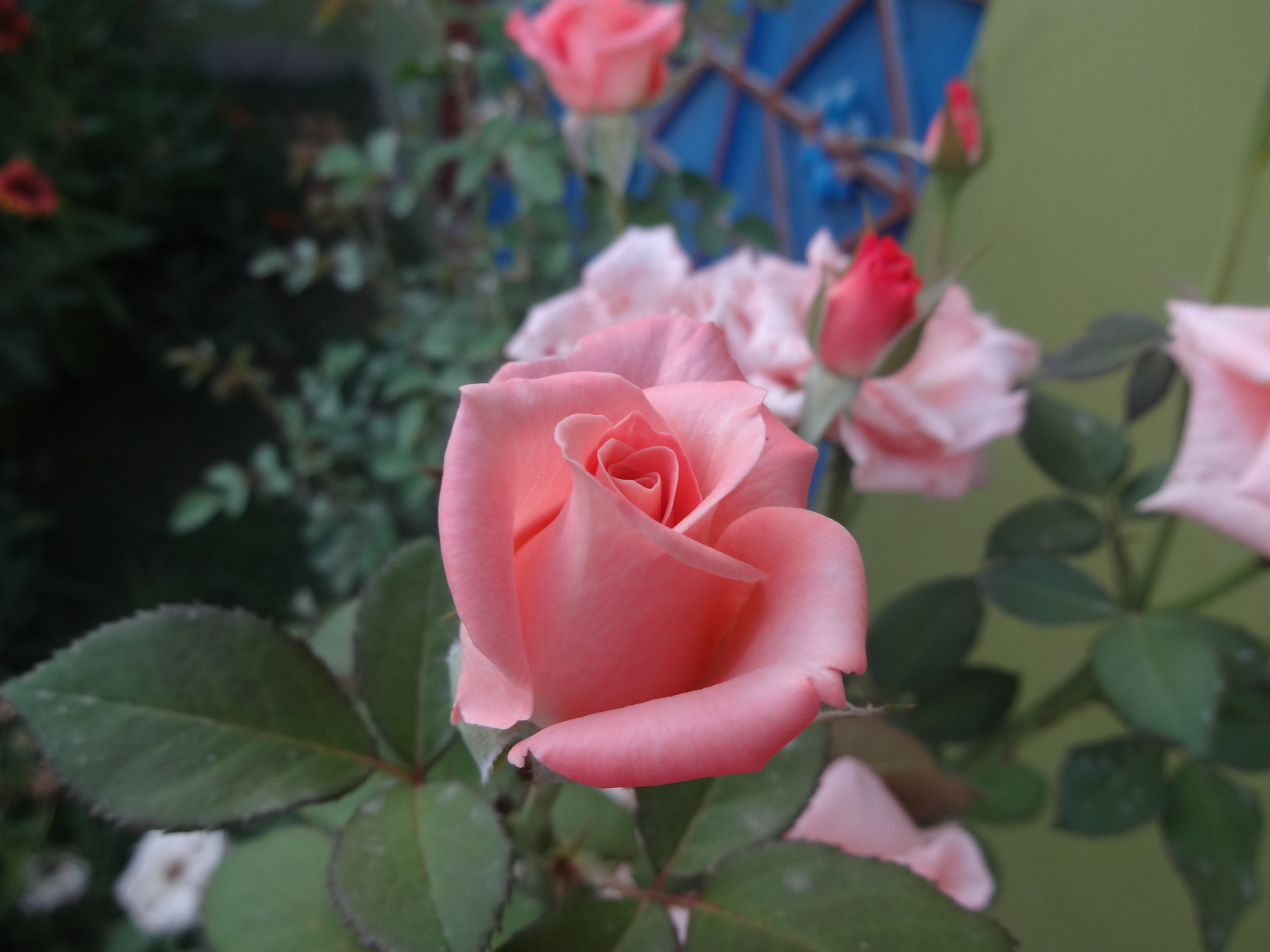 DSC02207.JPG