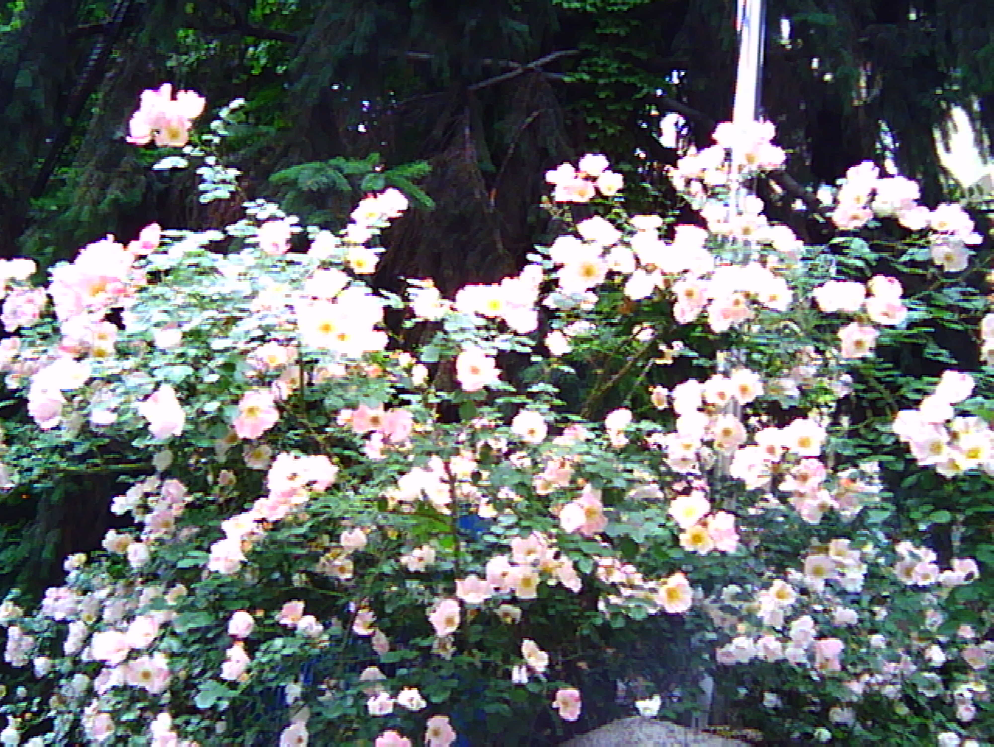 PICT0162.jpg
