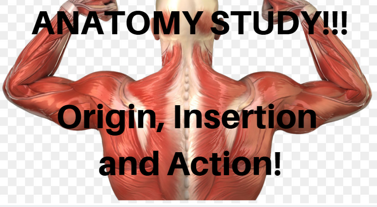 anatomy.PNG